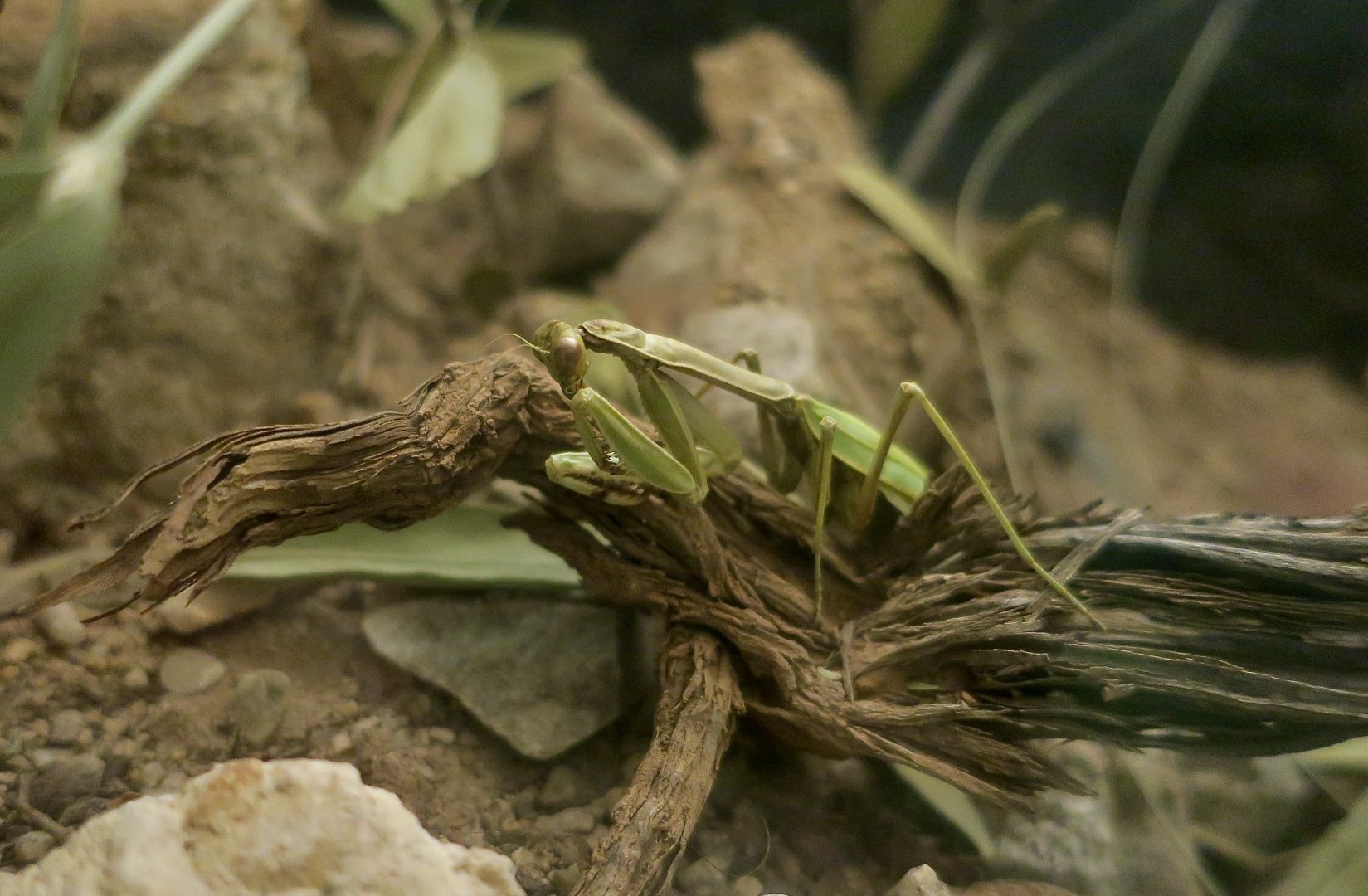 European Mantis (Mantis religiosa)