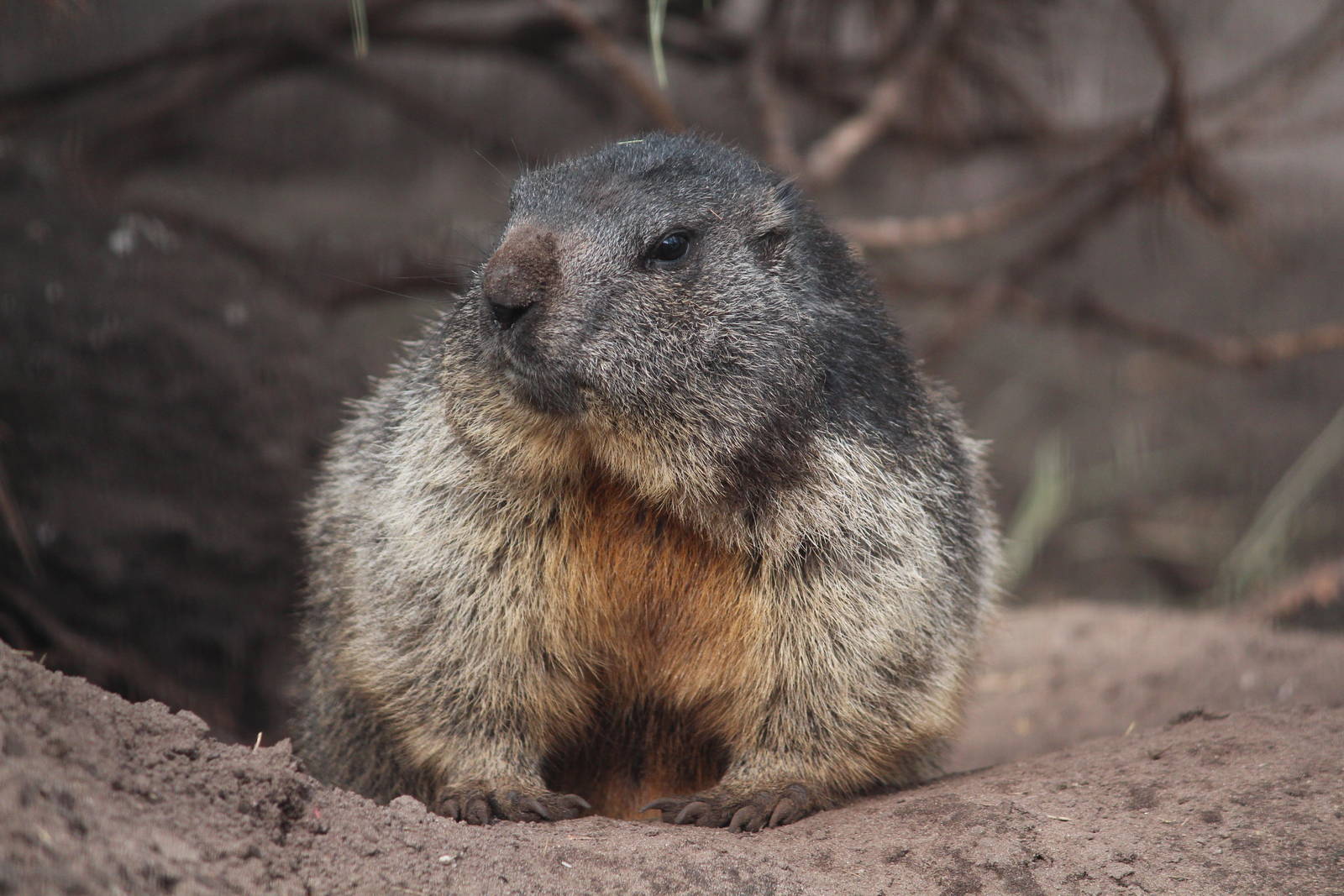European marmot, April 2014