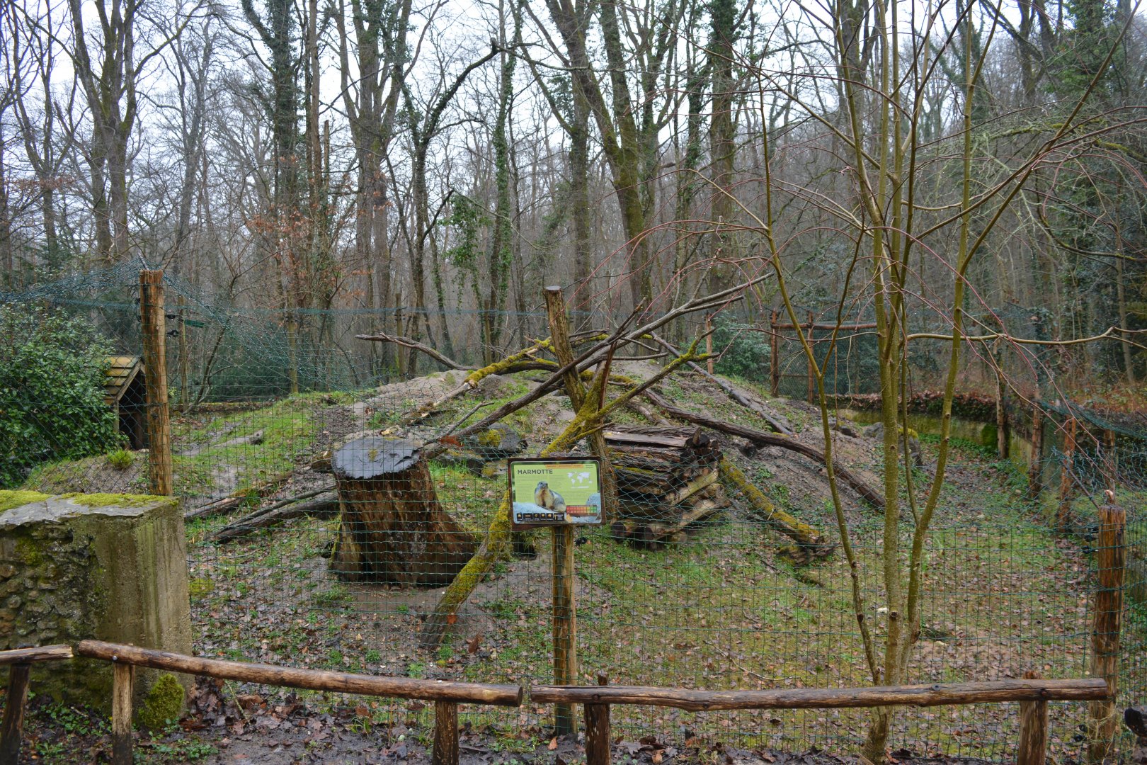 European marmott enclosure