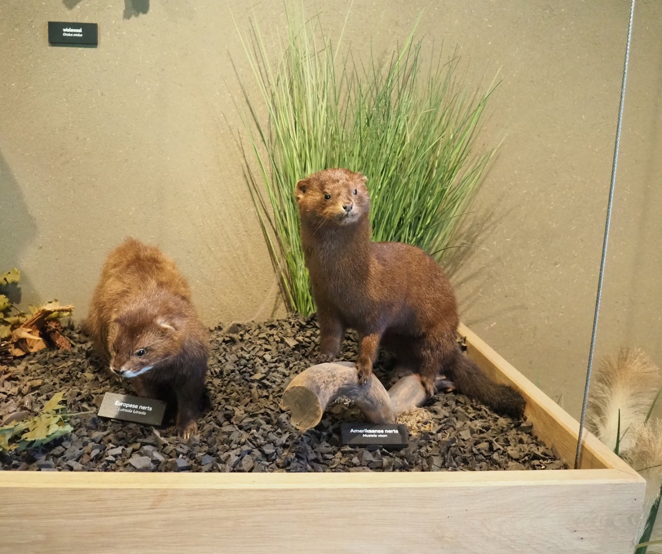 European mink and American mink taxidermy specimens, 2023-07-18