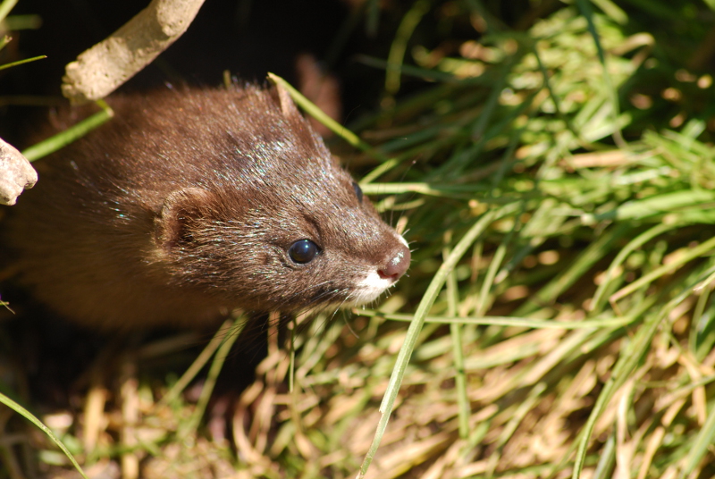 European mink at Delitzsch Tiergarten