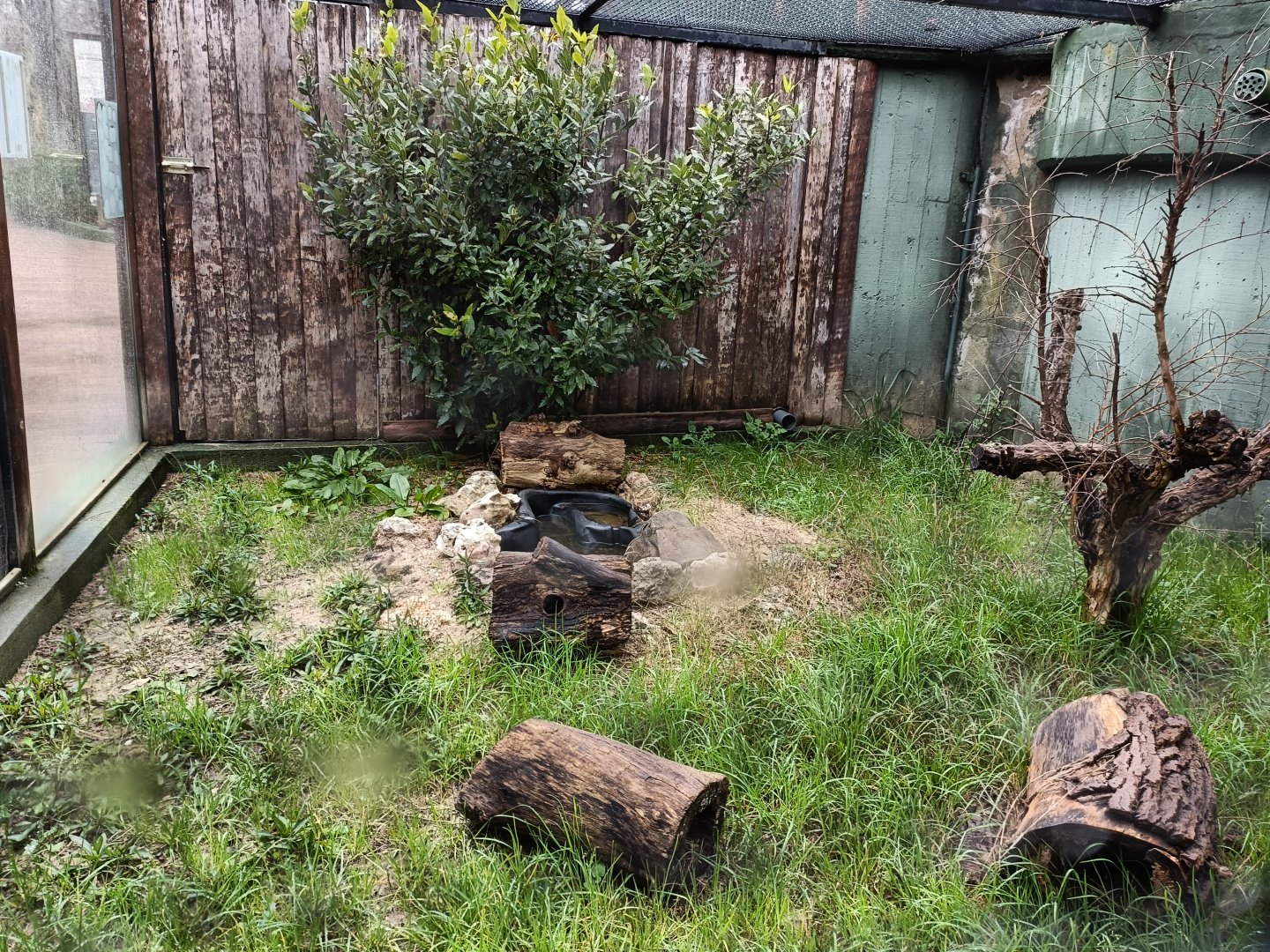 European mink enclosure