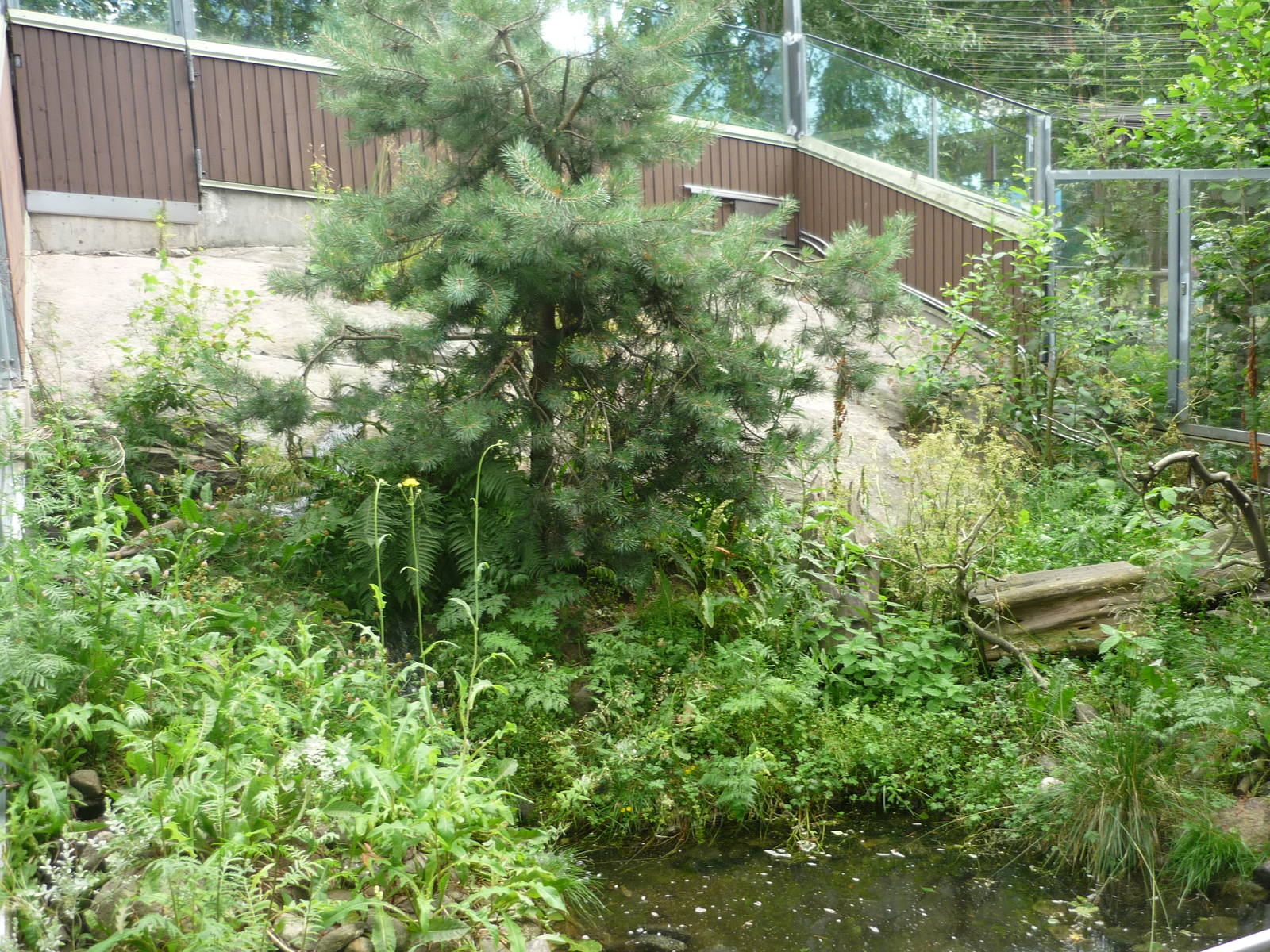 European Mink Exhibit 1