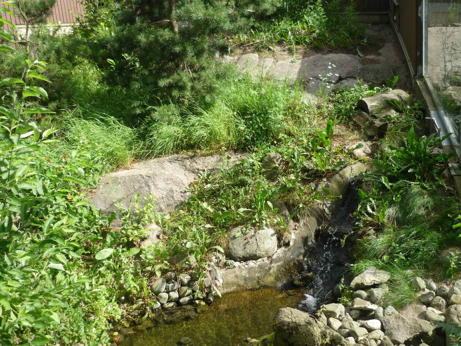 European Mink Exhibit 2