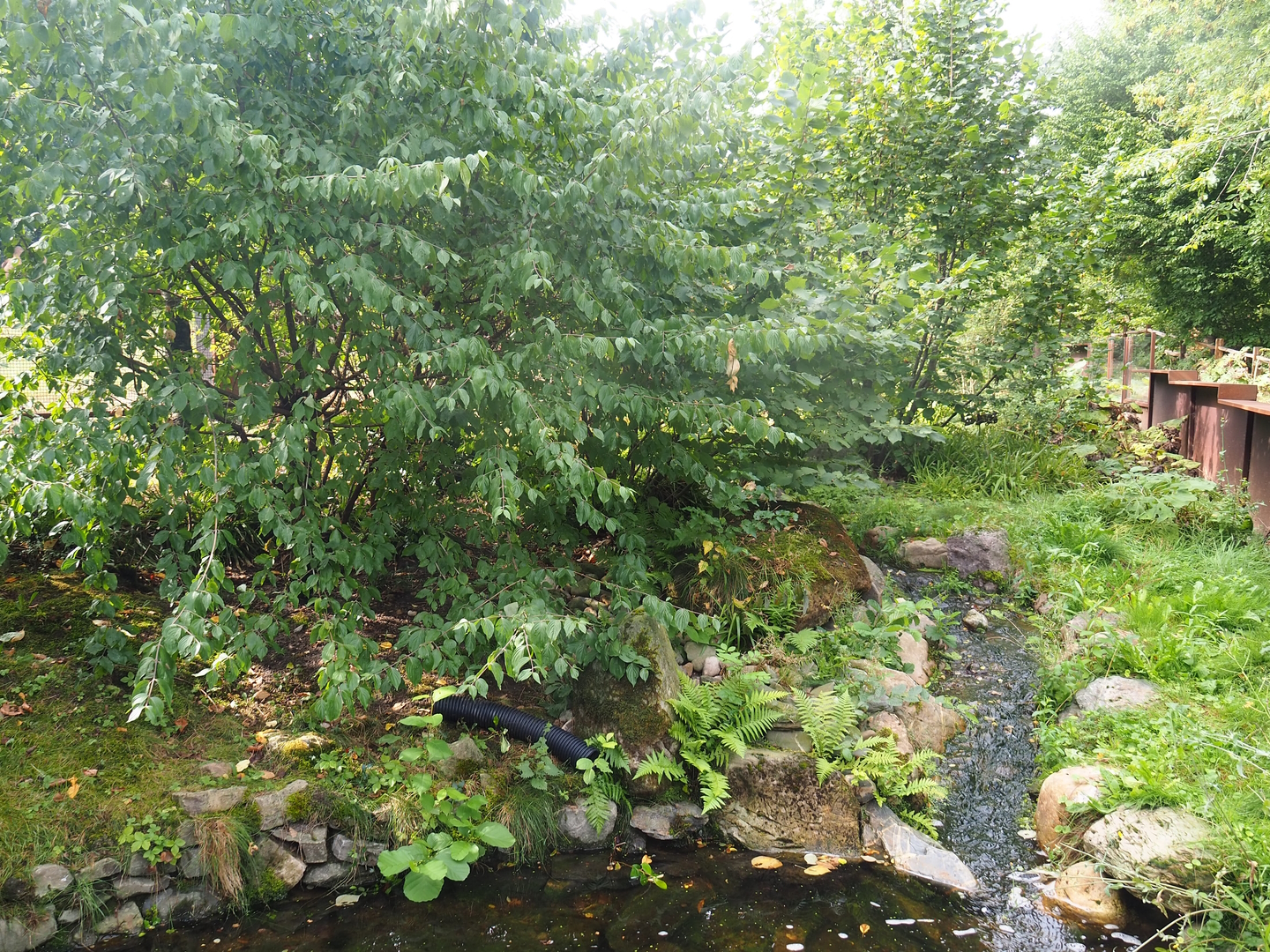 European mink exhibit, 2022-08-20