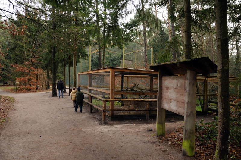 European Mink exhibit at Rissen
