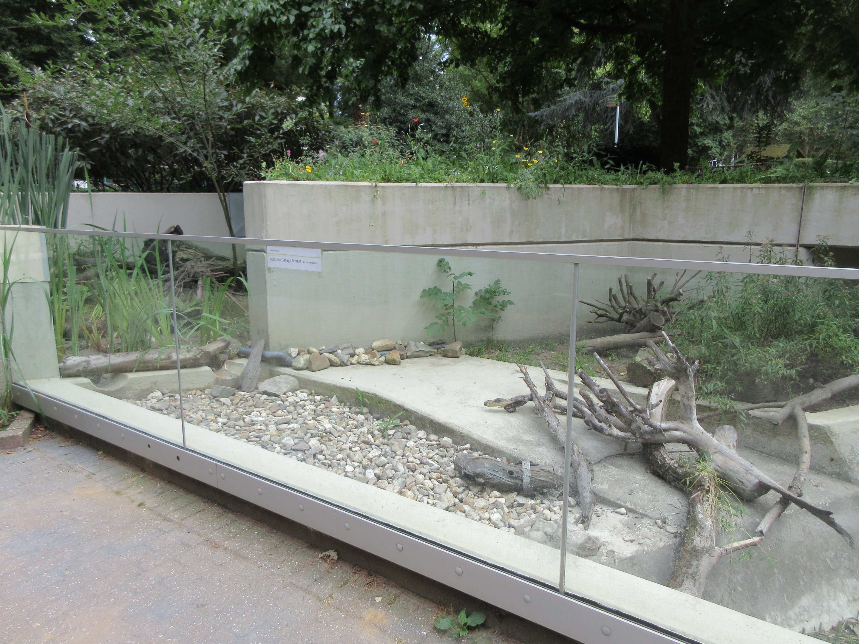 European Mink Exhibit