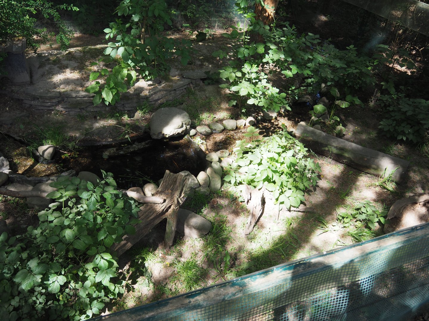 European Mink Exhibit