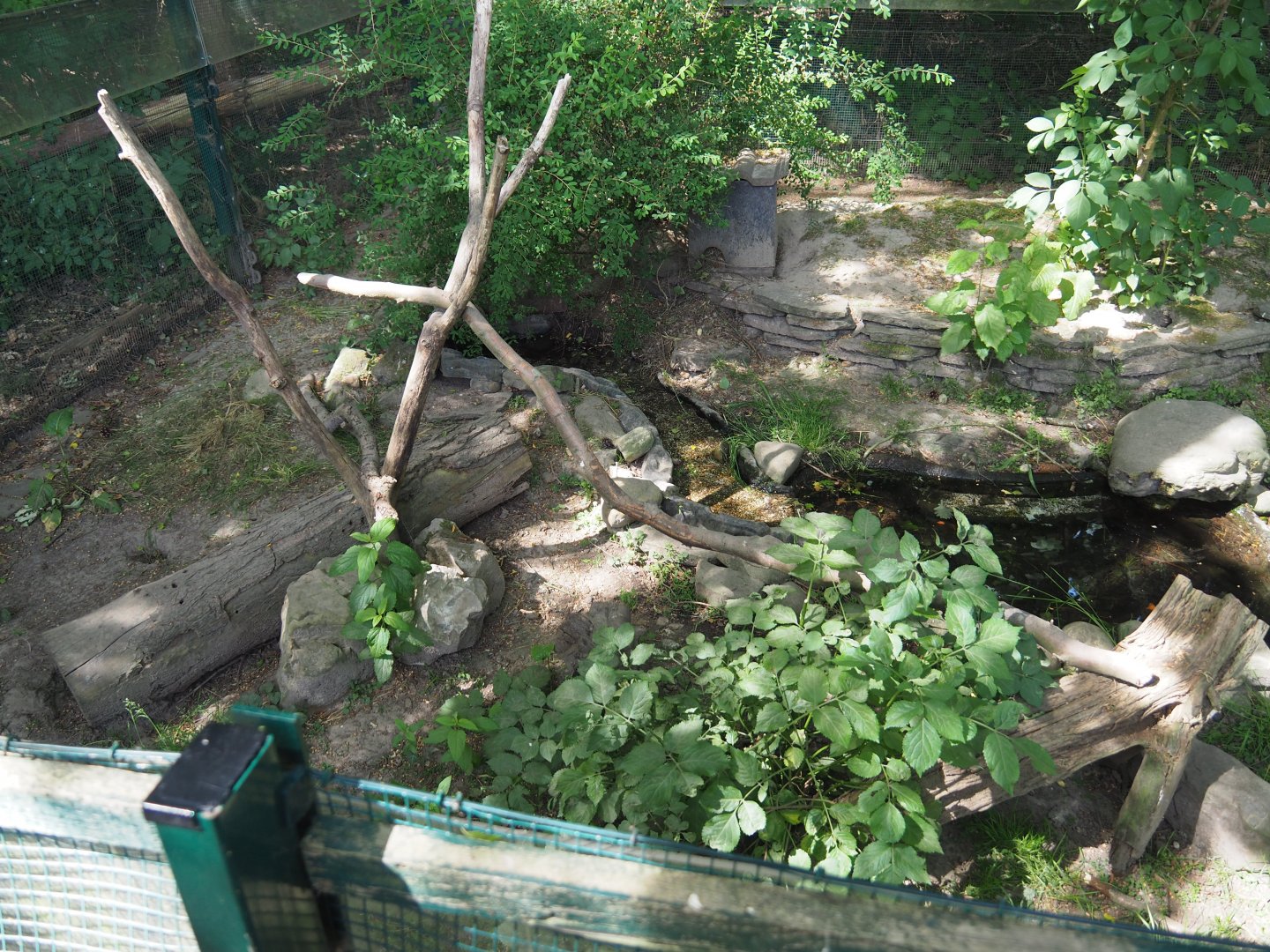 European Mink Exhibit