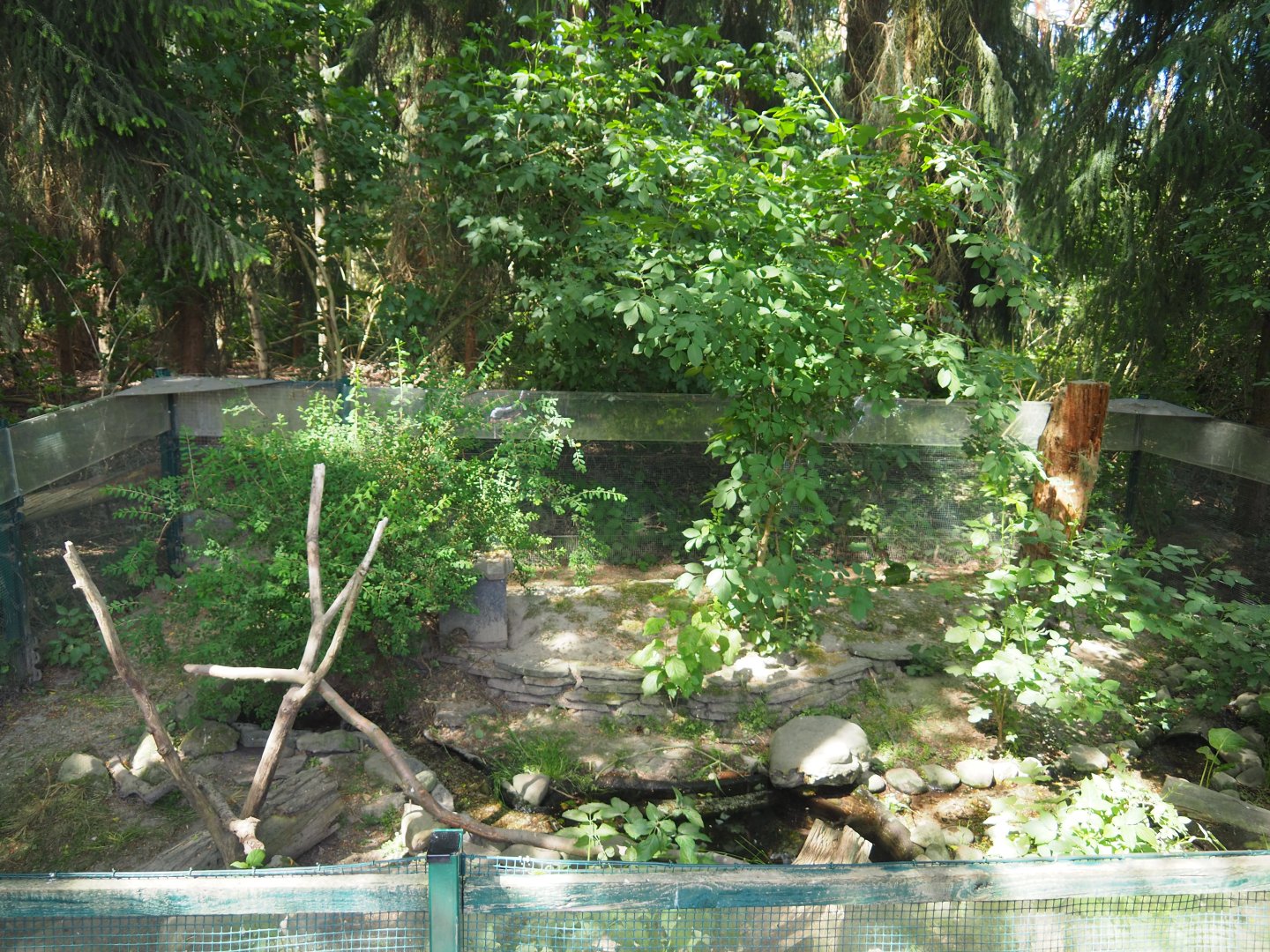 European Mink Exhibit