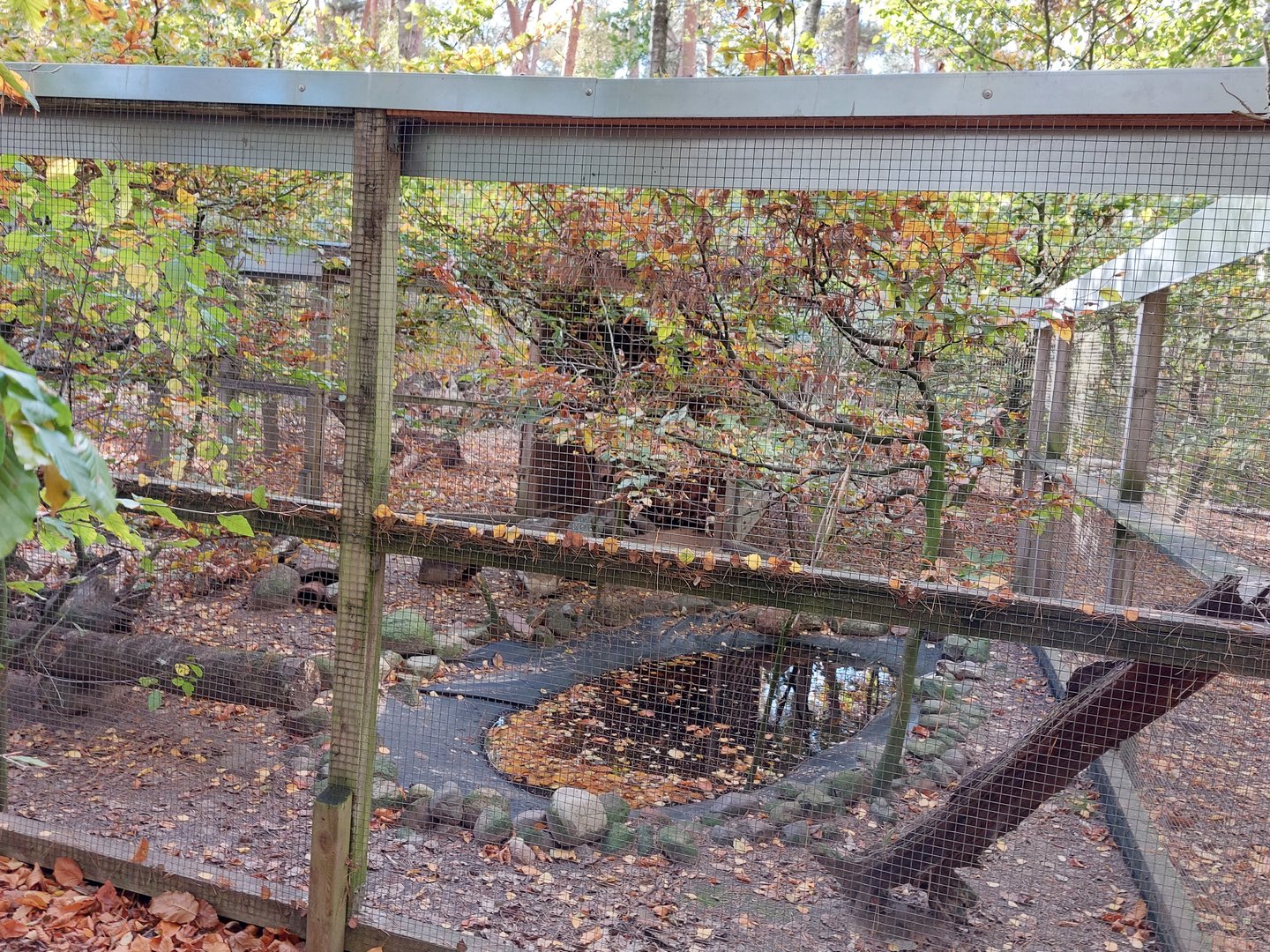 European mink exhibit