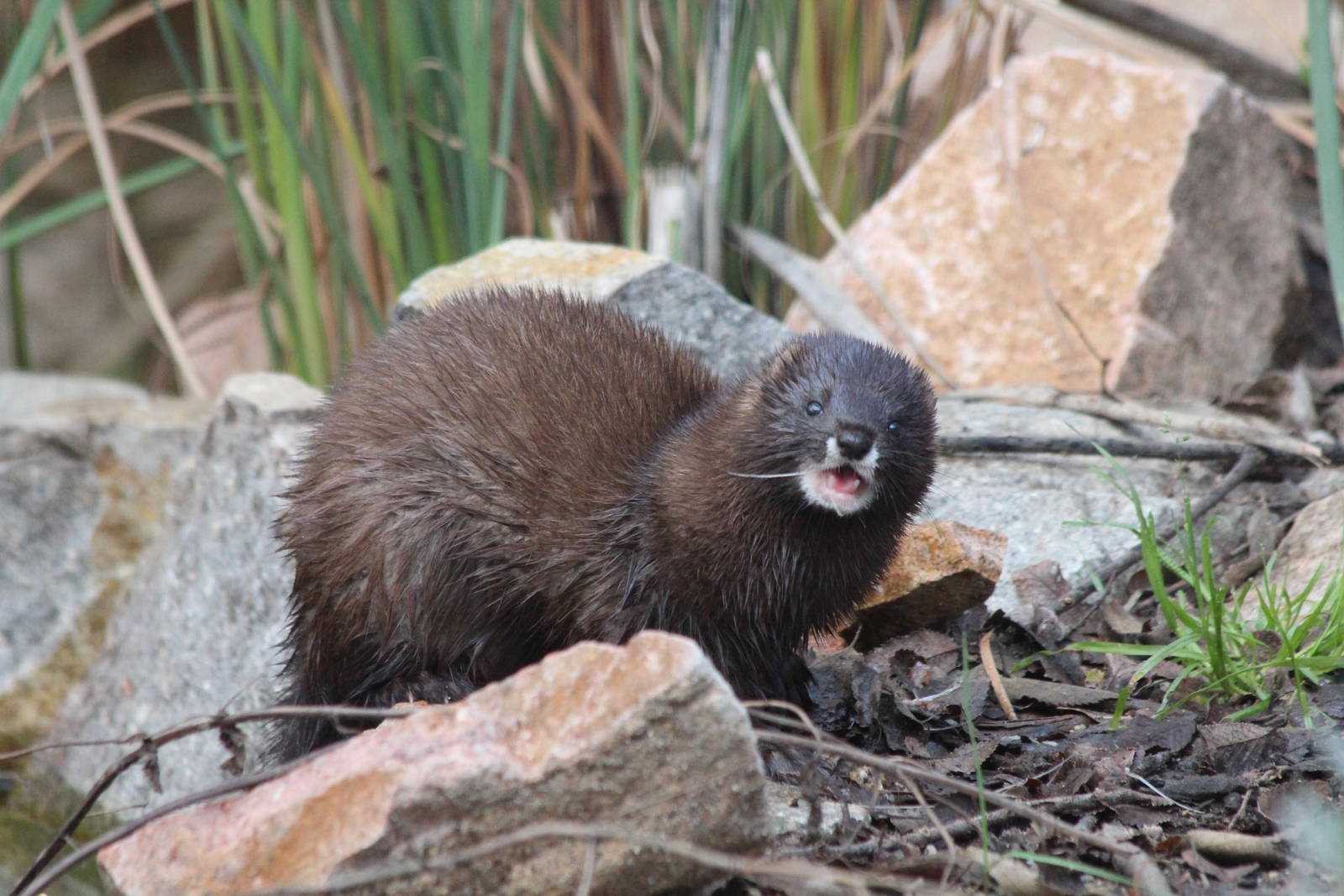 European Mink - Jan 2014