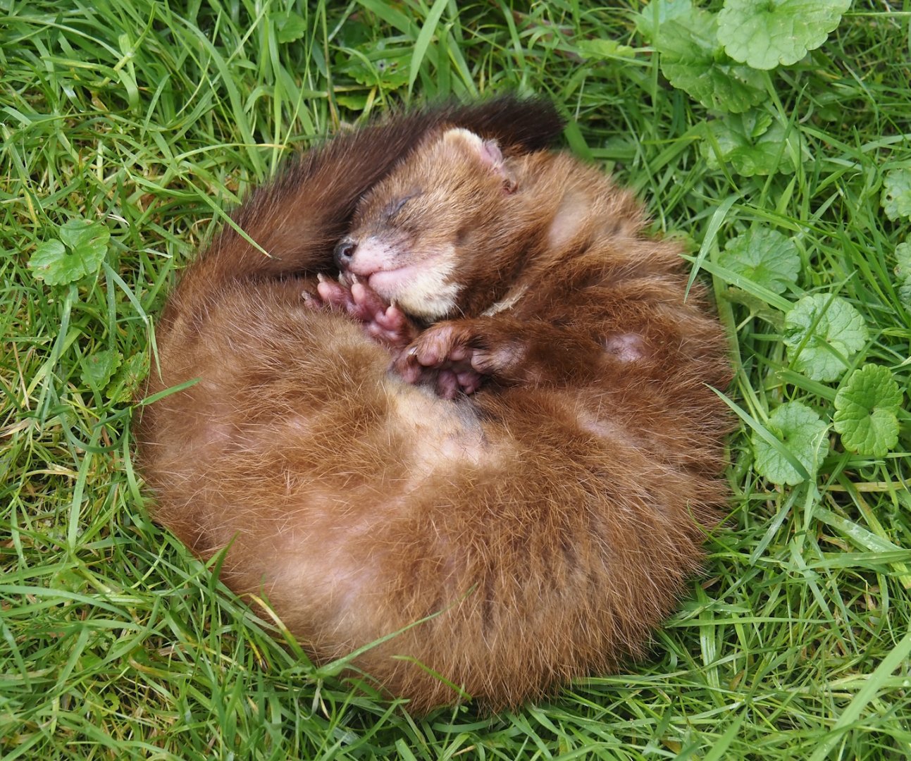 European mink (Mustela lutreola), 2024-08-21