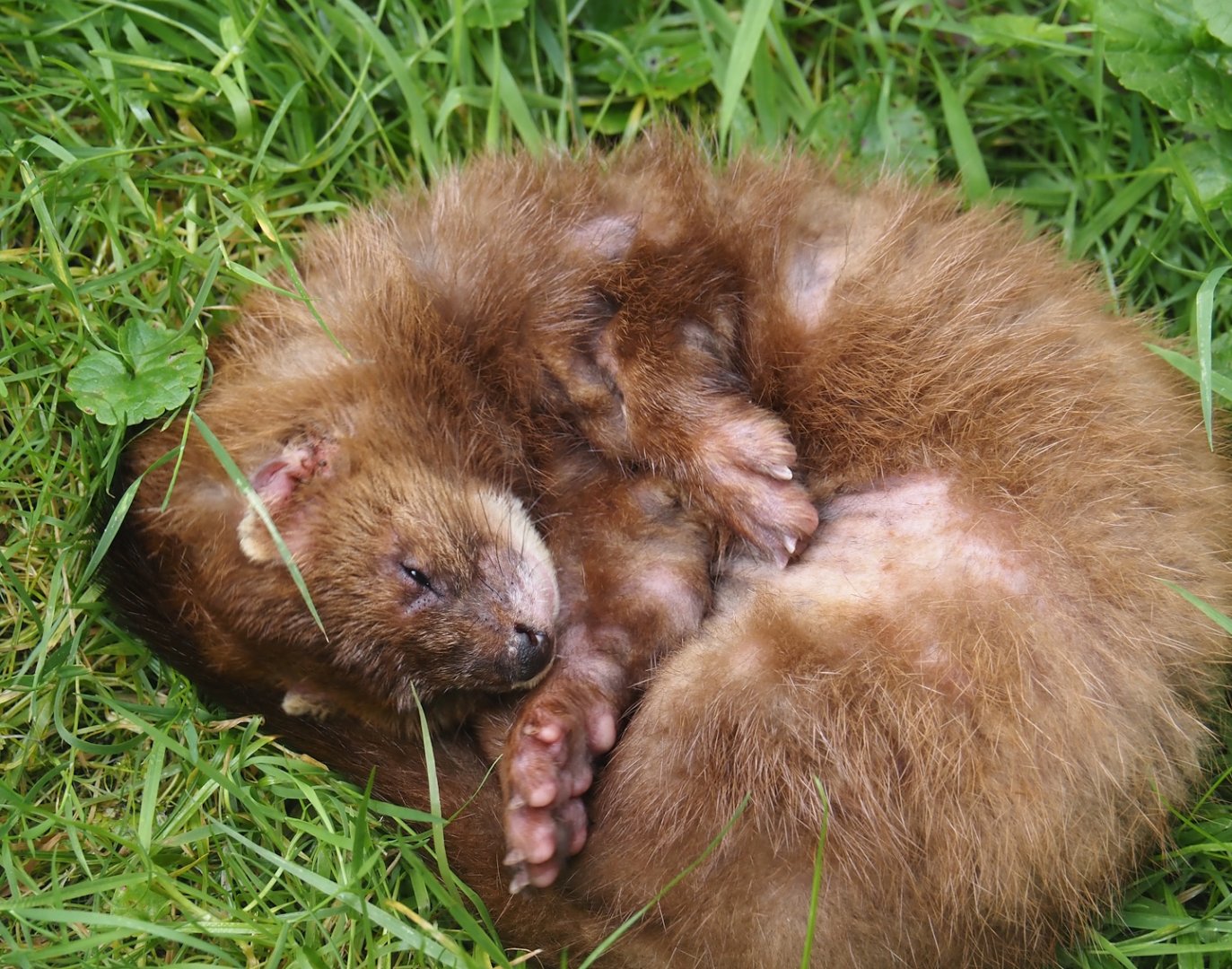 European mink (Mustela lutreola), 2024-08-21