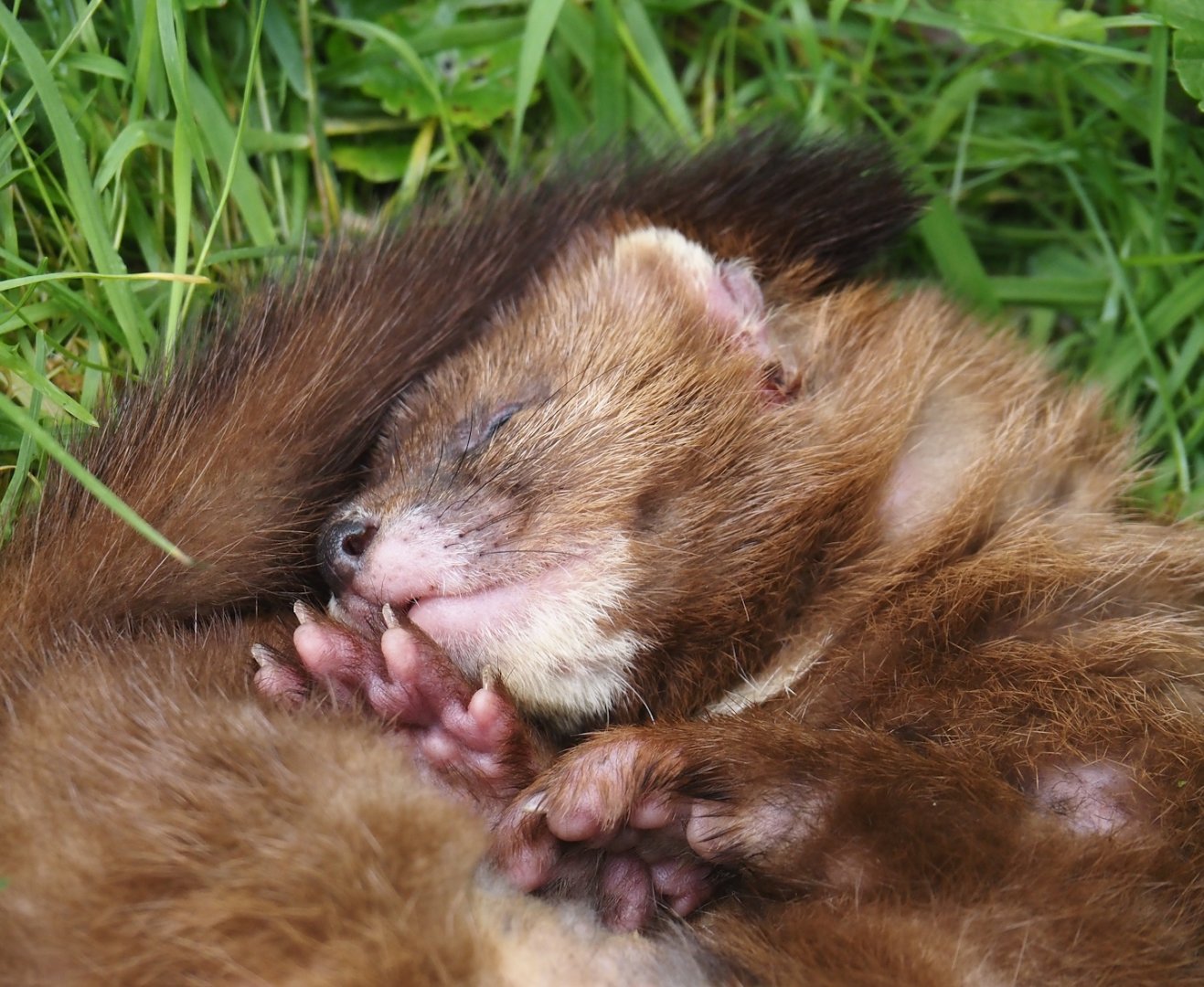 European mink (Mustela lutreola), 2024-08-21