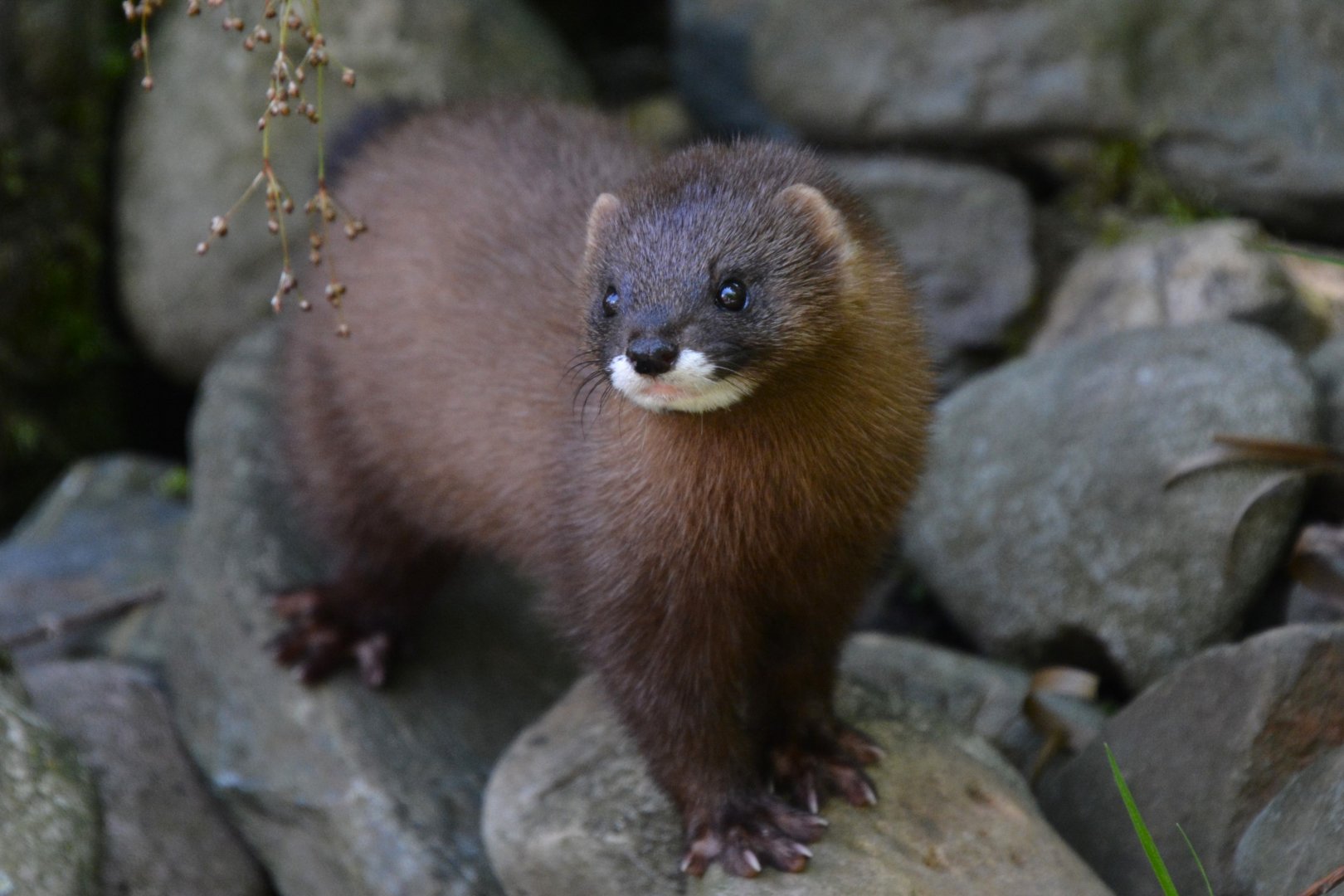 European mink (Mustela lutreola novikovi)