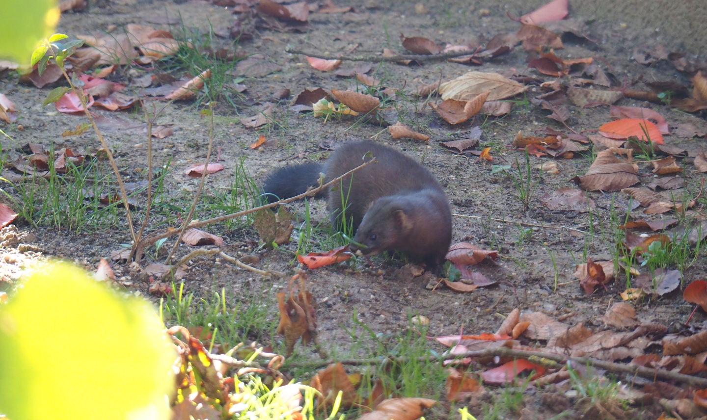 European mink (Mustela lutreola), Oct 13th, 2018