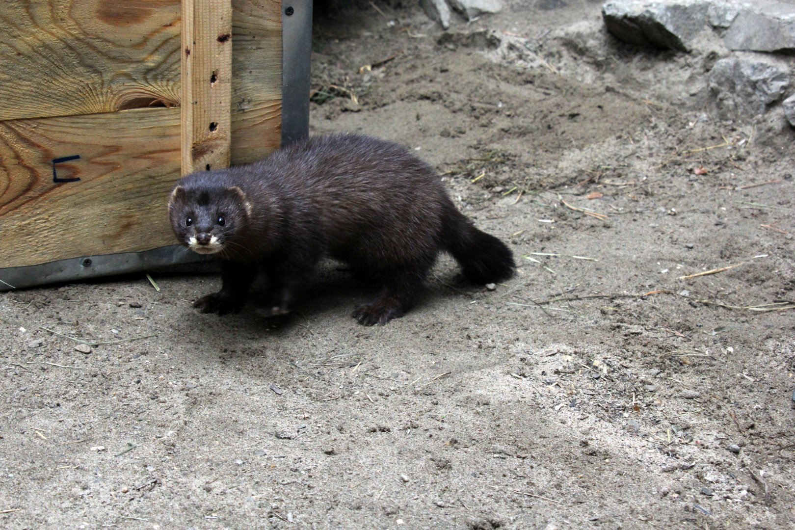 European mink (Mustela lutreola)