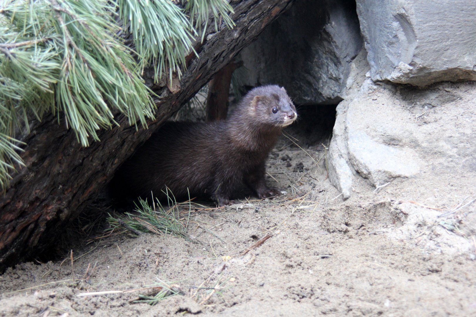 European mink (Mustela lutreola)