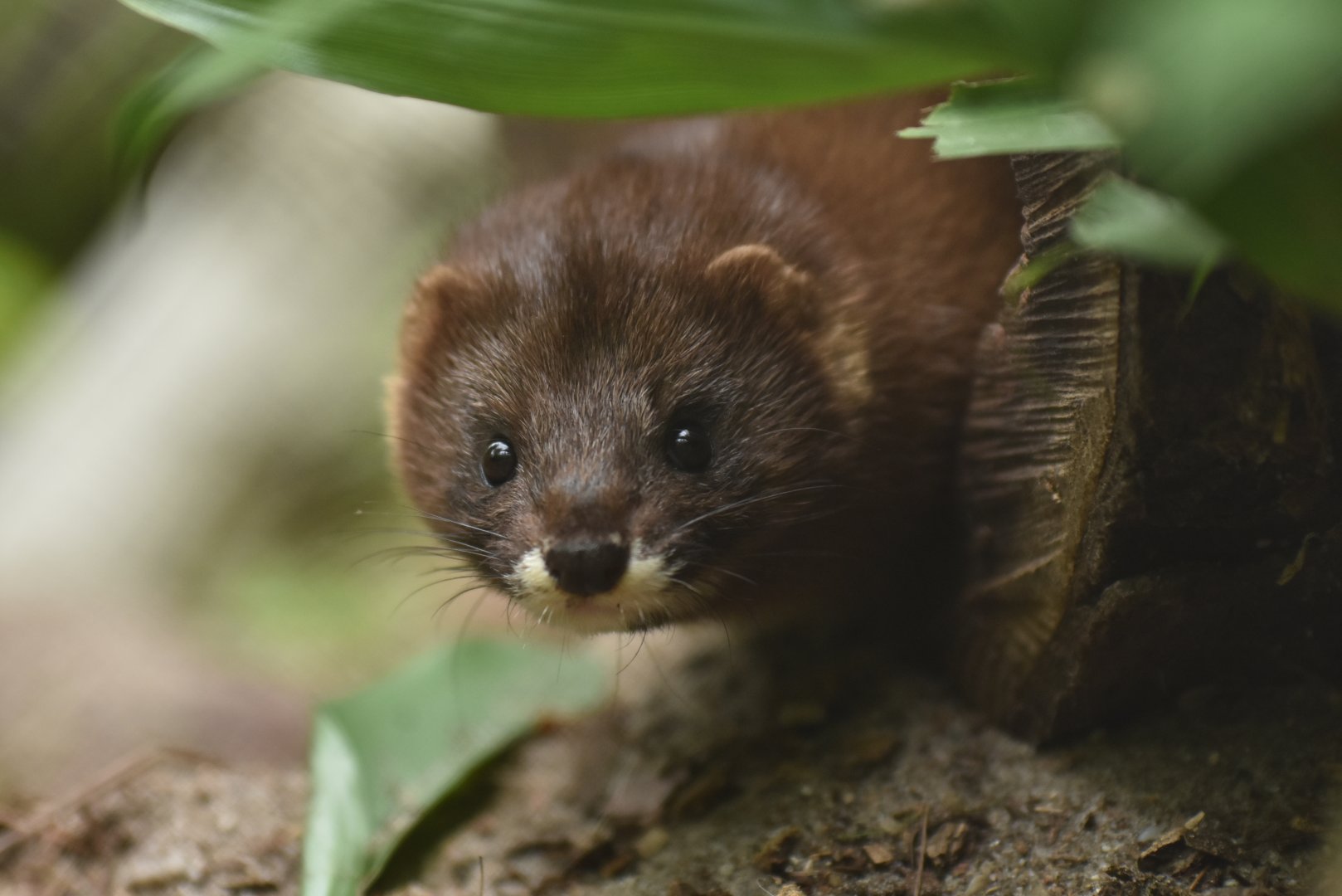 European mink (Mustela lutreola)