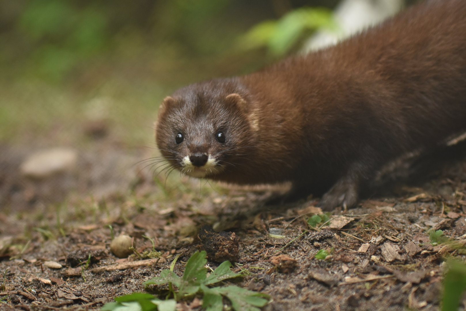 European mink (Mustela lutreola)