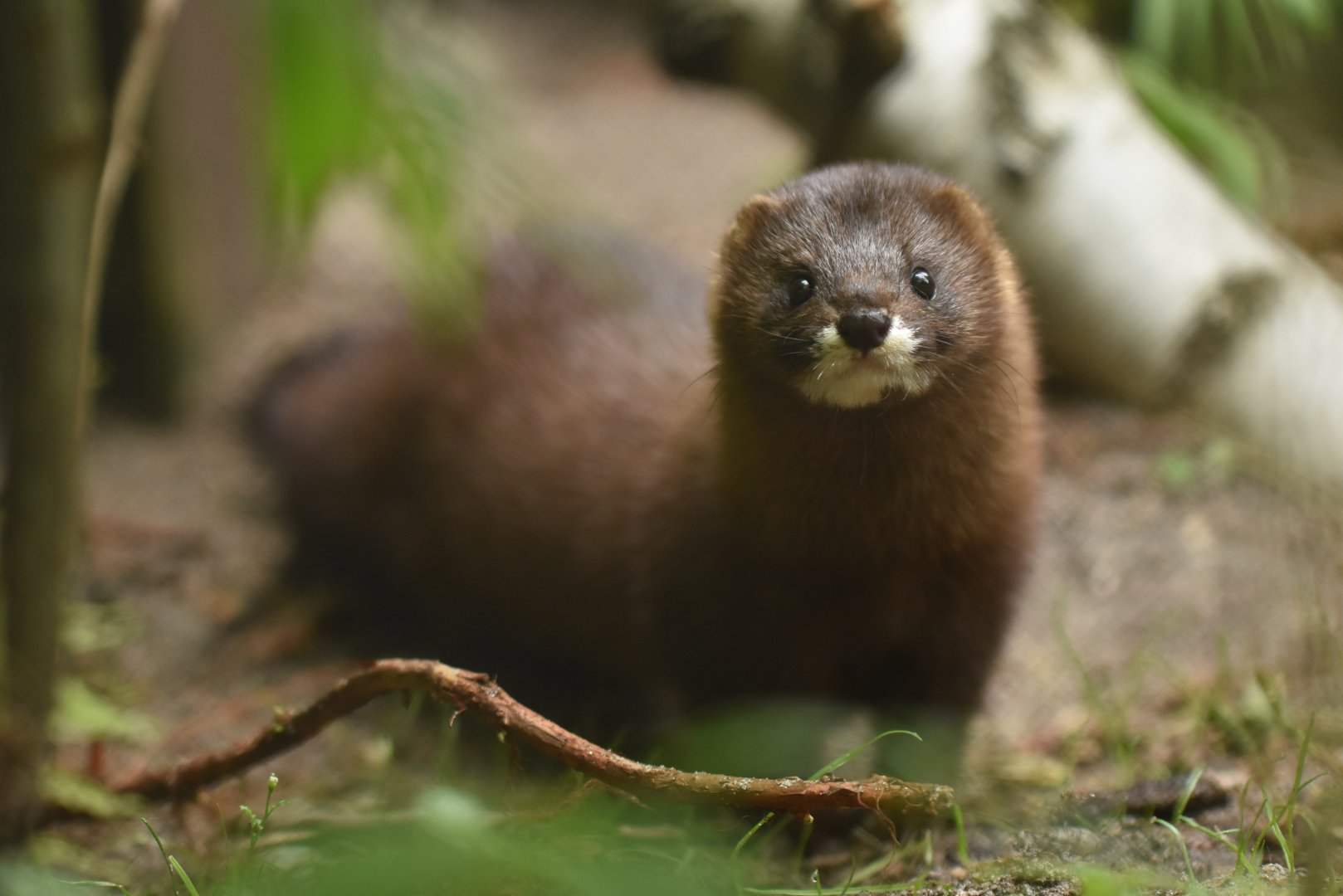 European mink (Mustela lutreola)