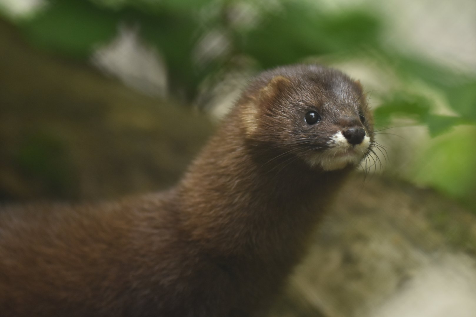 European mink (Mustela lutreola)