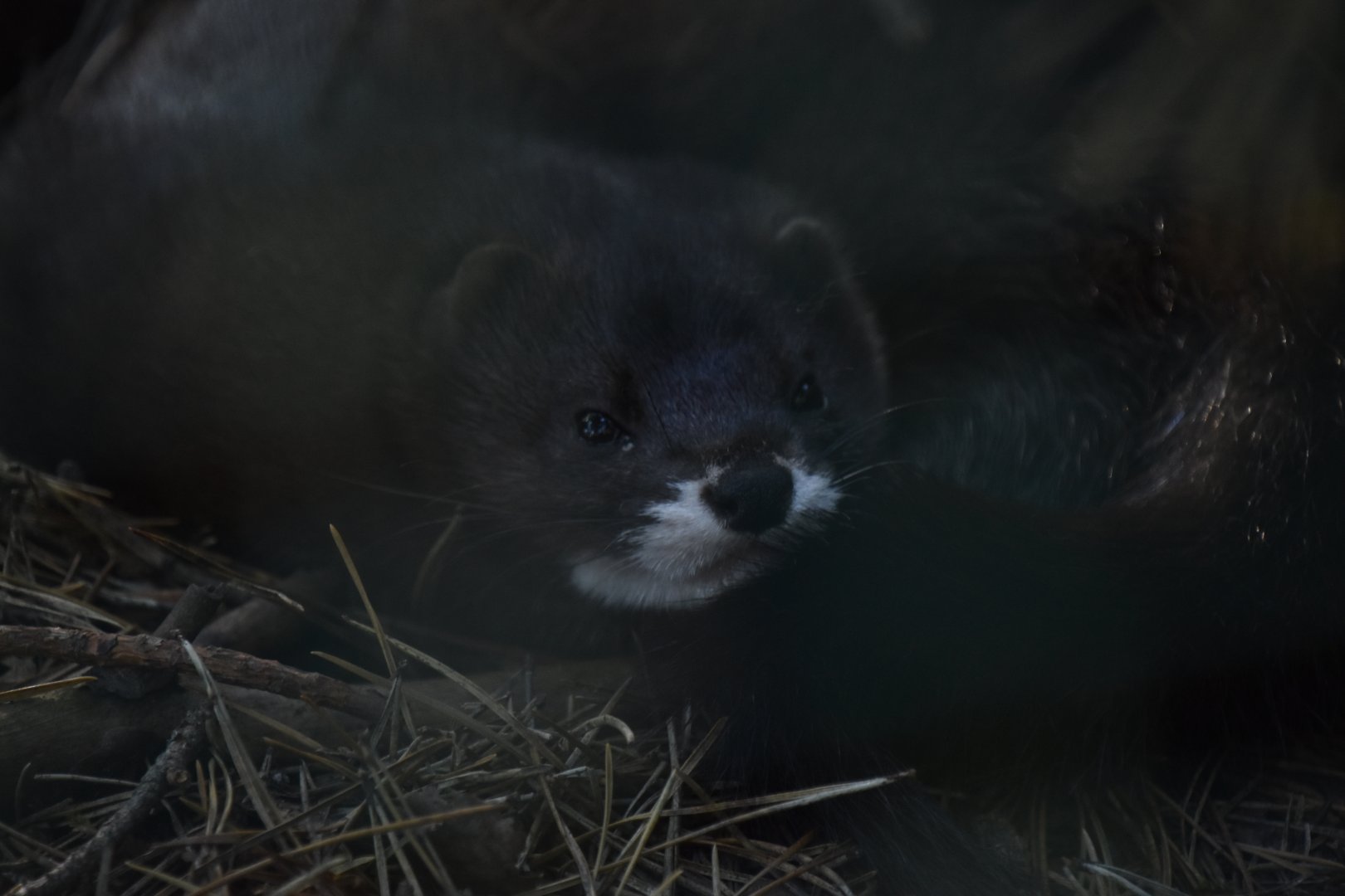 European mink, Mustela lutreola