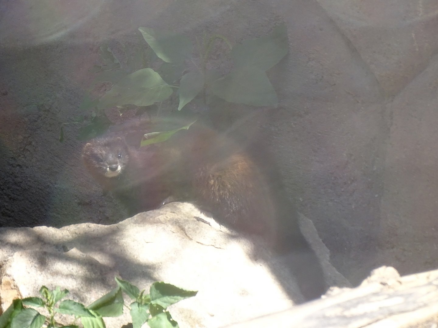 European mink (Mustela lutreola)