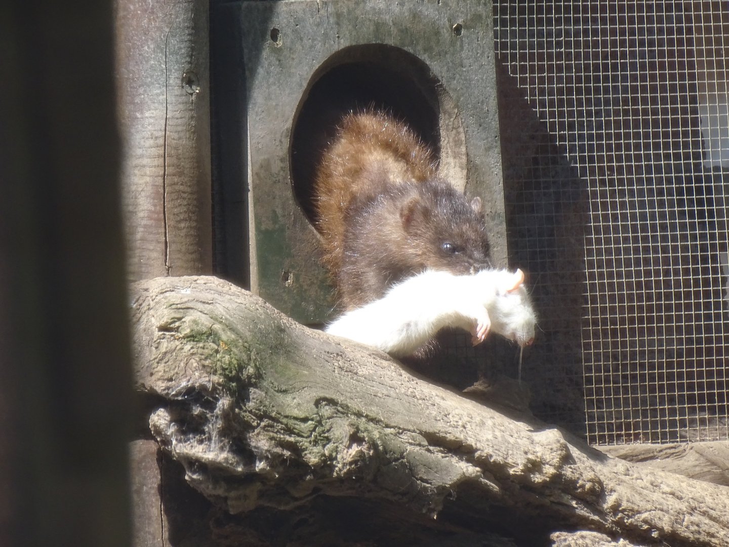 European mink (Mustela lutreola)