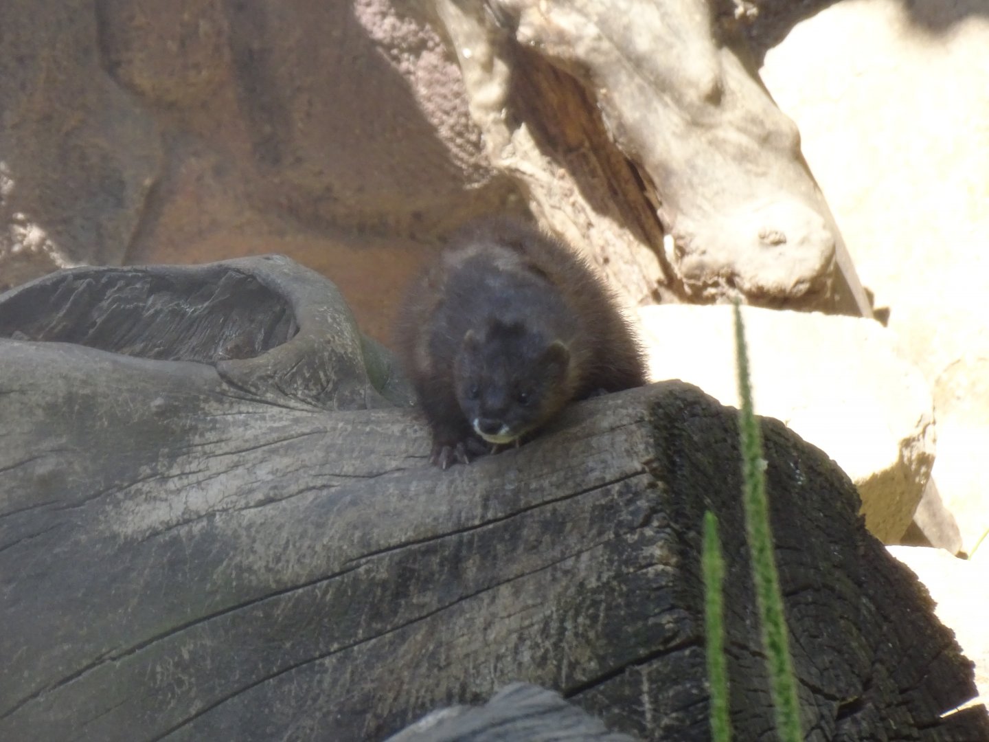 European mink (Mustela lutreola)