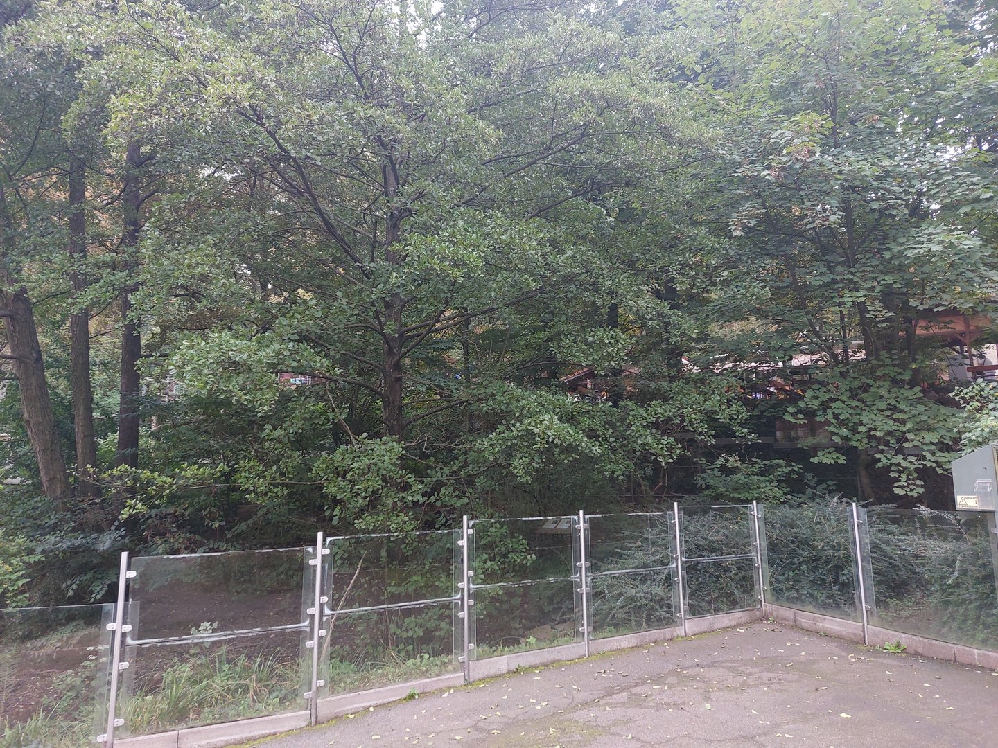 European mink & raccoon enclosure