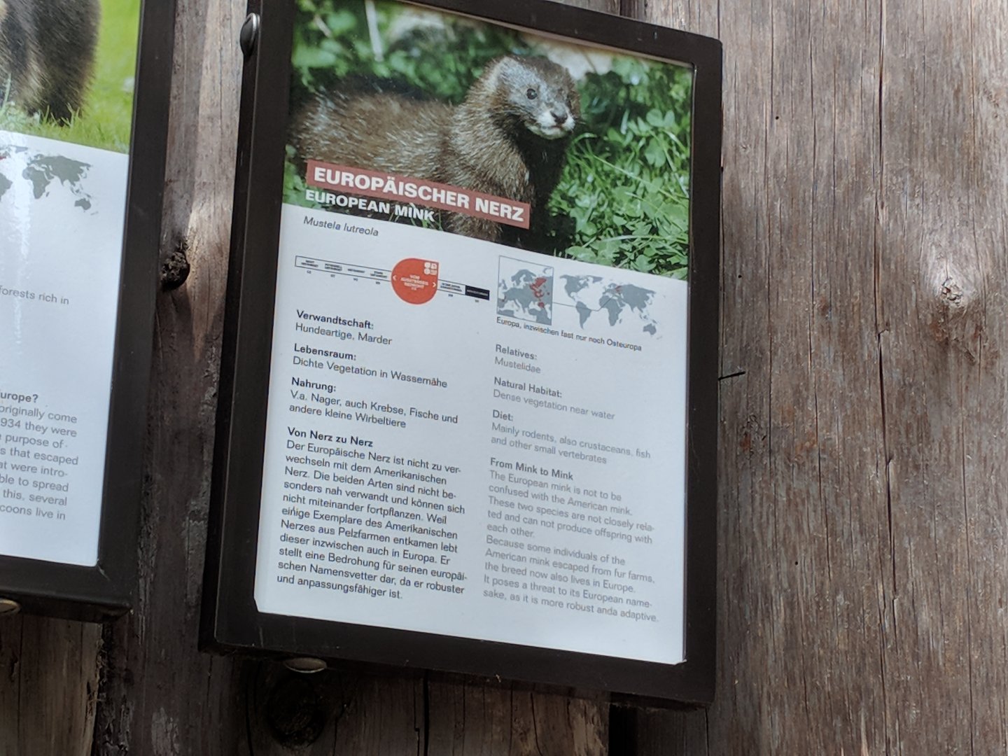 European Mink Sign