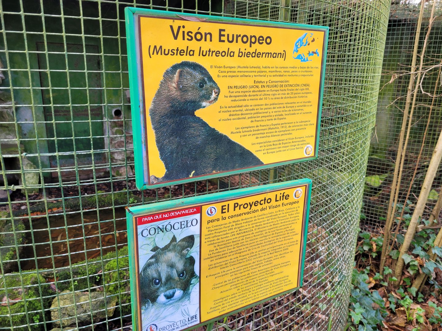 European mink signae -Zoo de Santillana del Mar (2023)