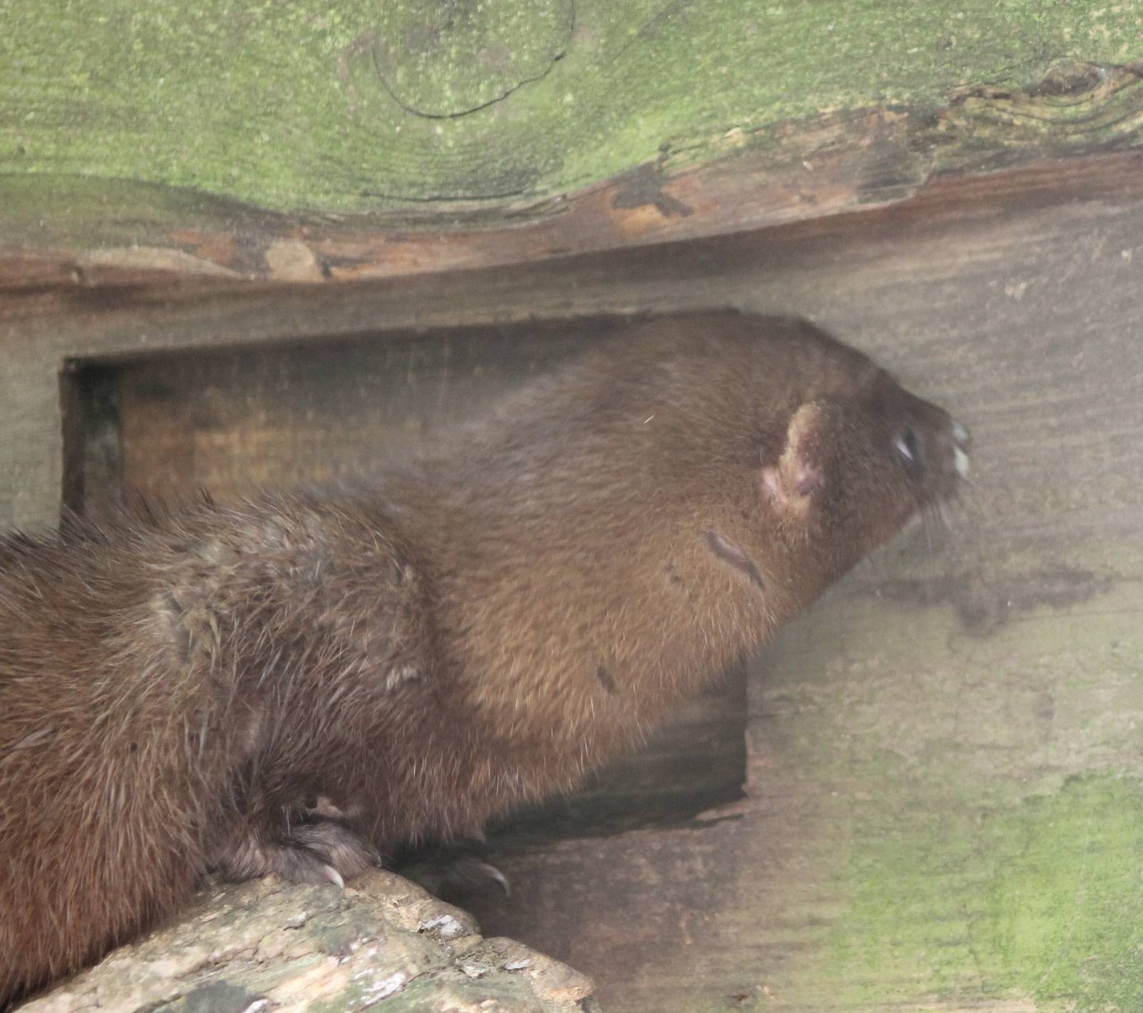 European mink
