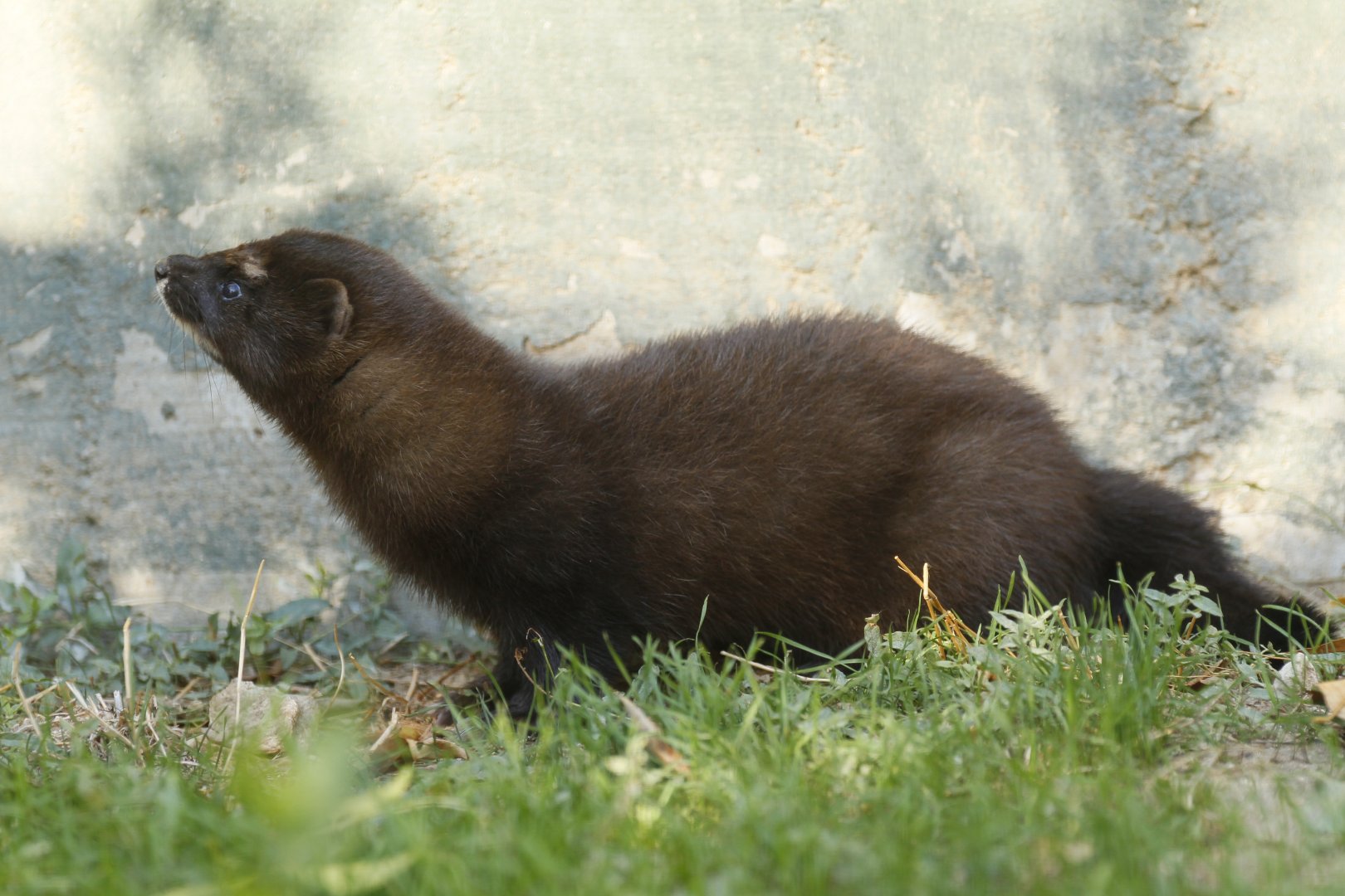 European mink