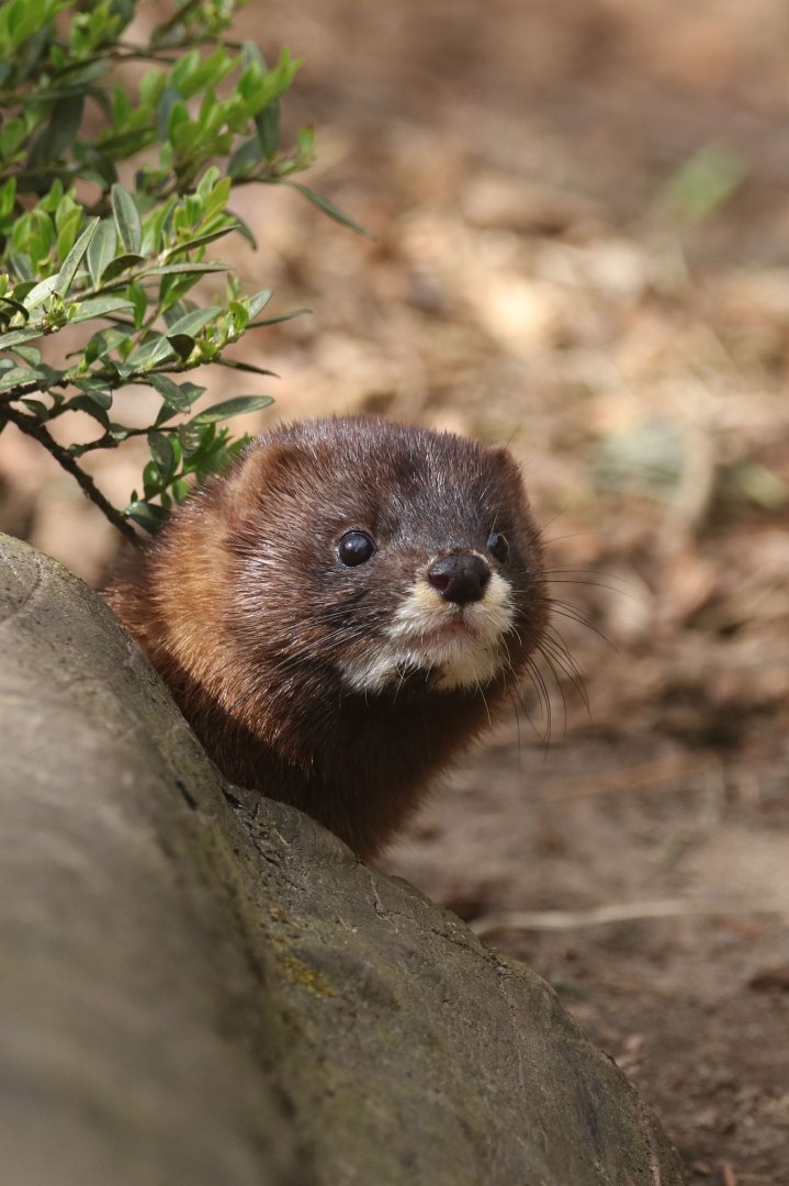 European mink