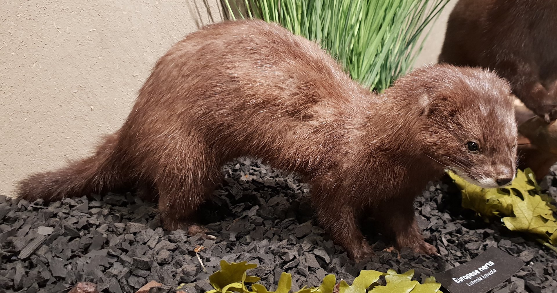 European mink