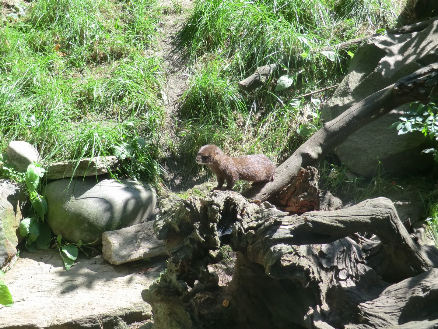 European mink