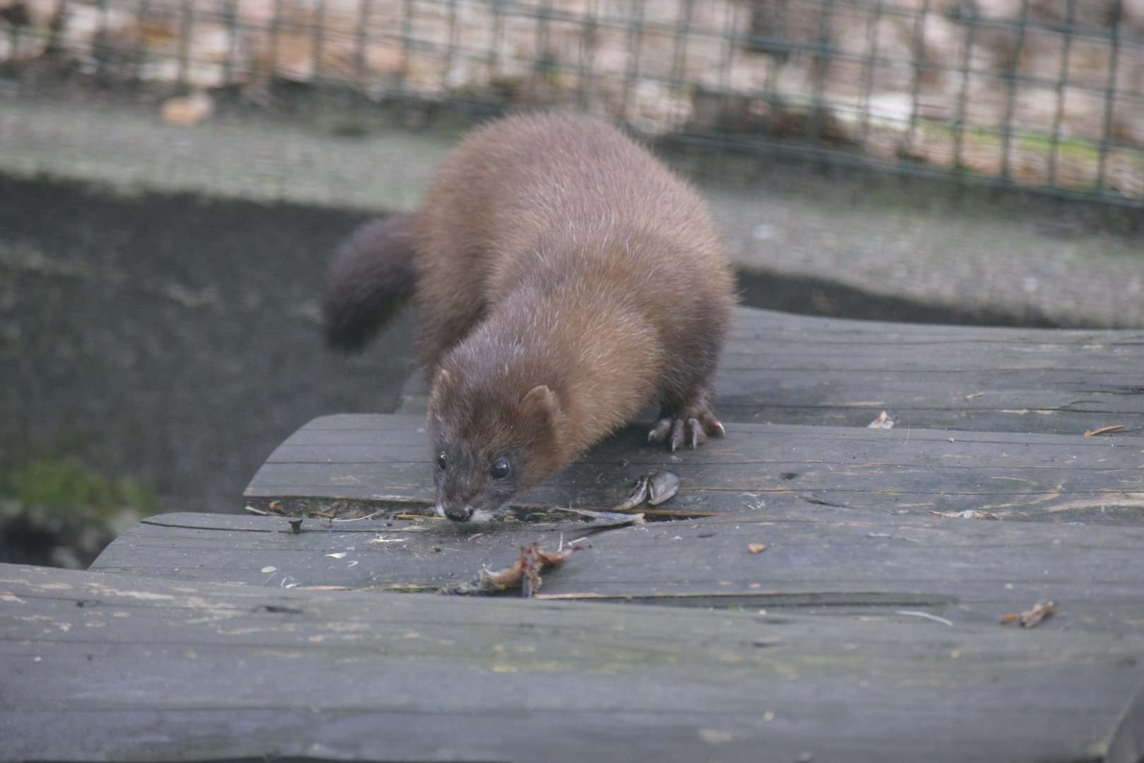 European mink