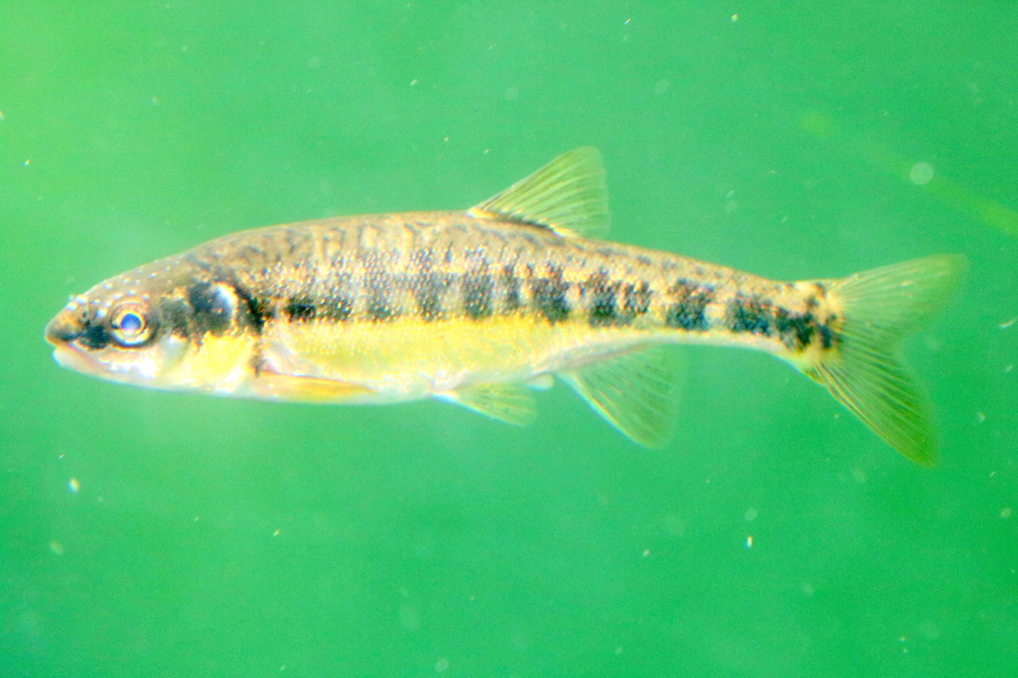European minnow (in sun bear pond); Colchester; 16th June 2018