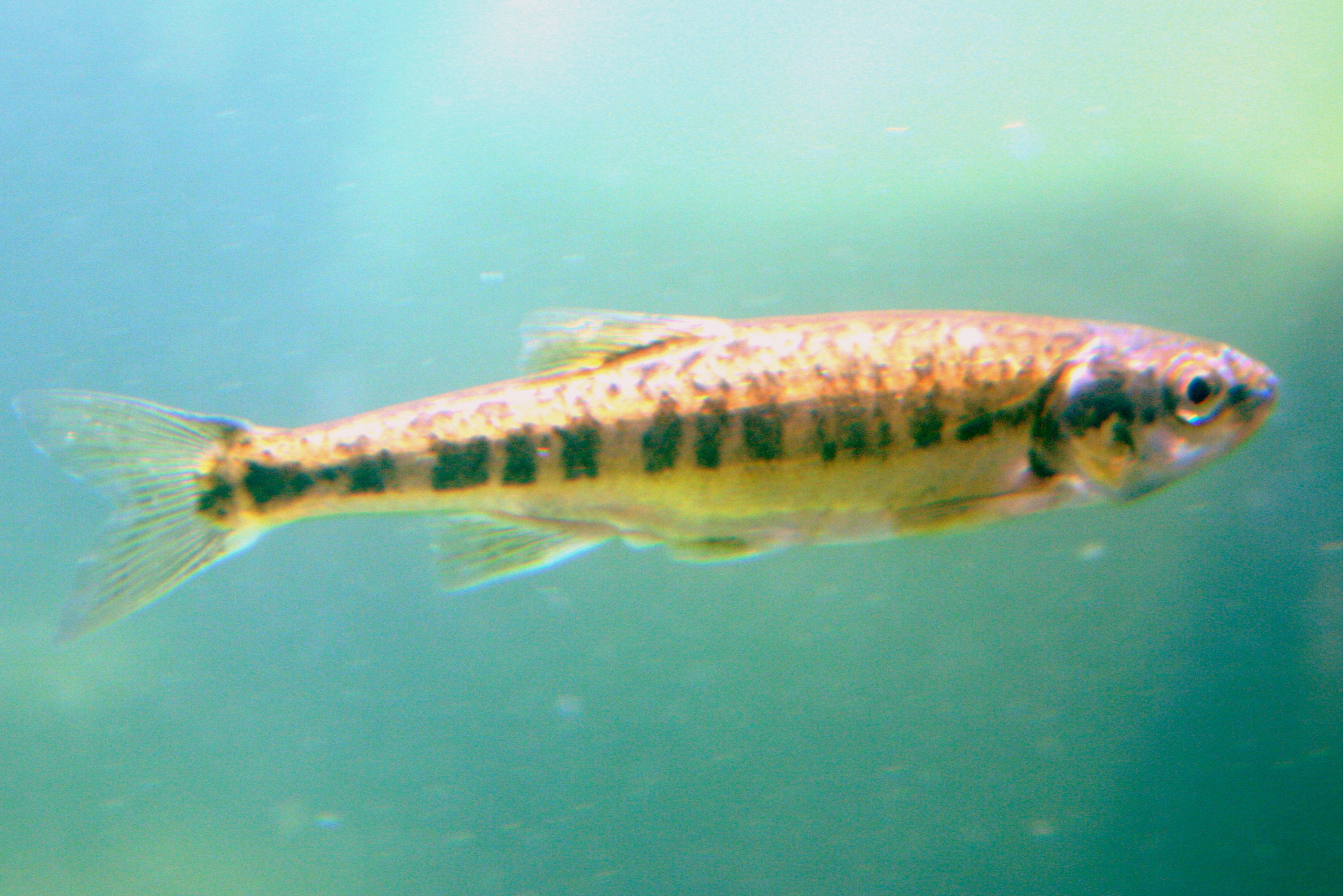 European minnow (sun bear pond); Colchester; 8th July 2017