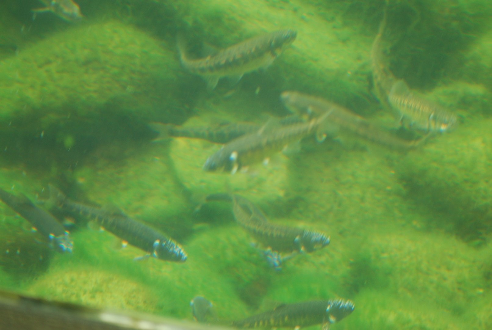 European minnows in breeding colours