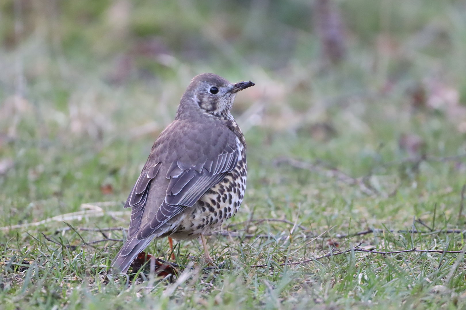 European Mistle Thrush