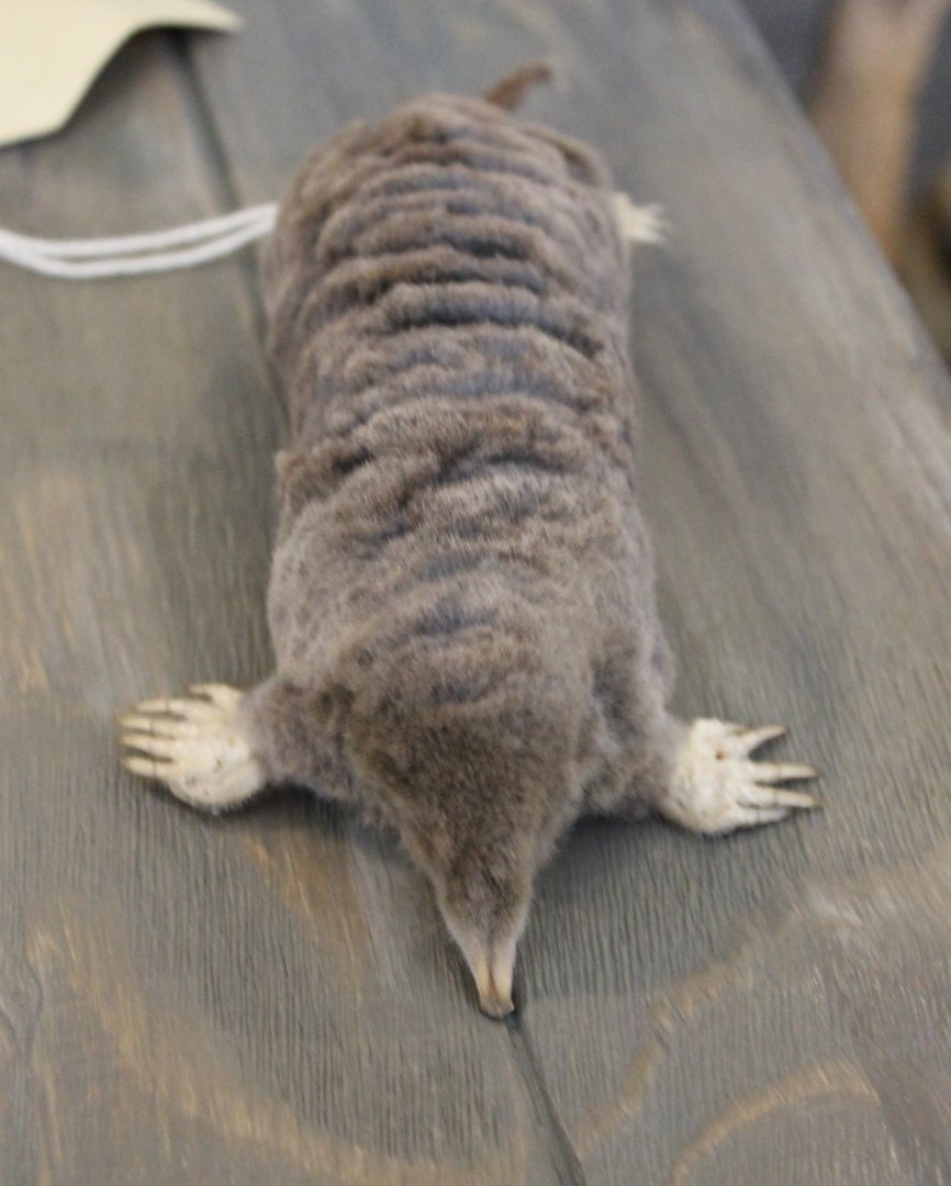 European mole-specimen
