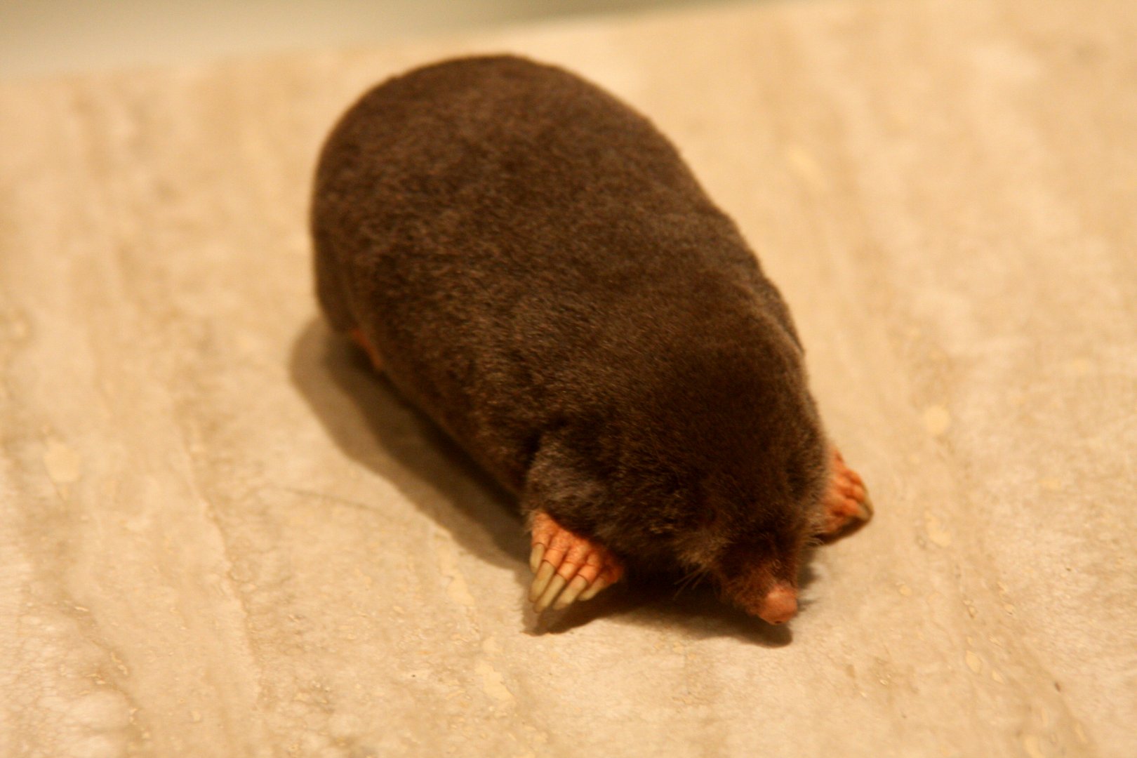 European mole (Talpa europaea)