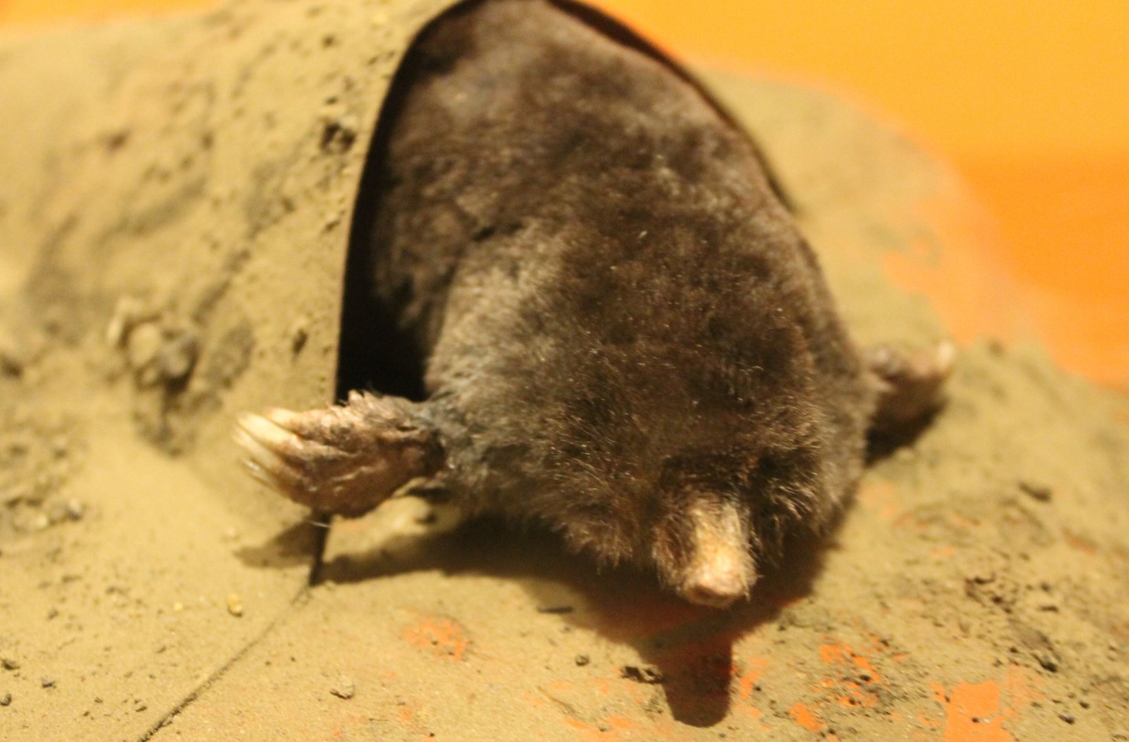 European mole