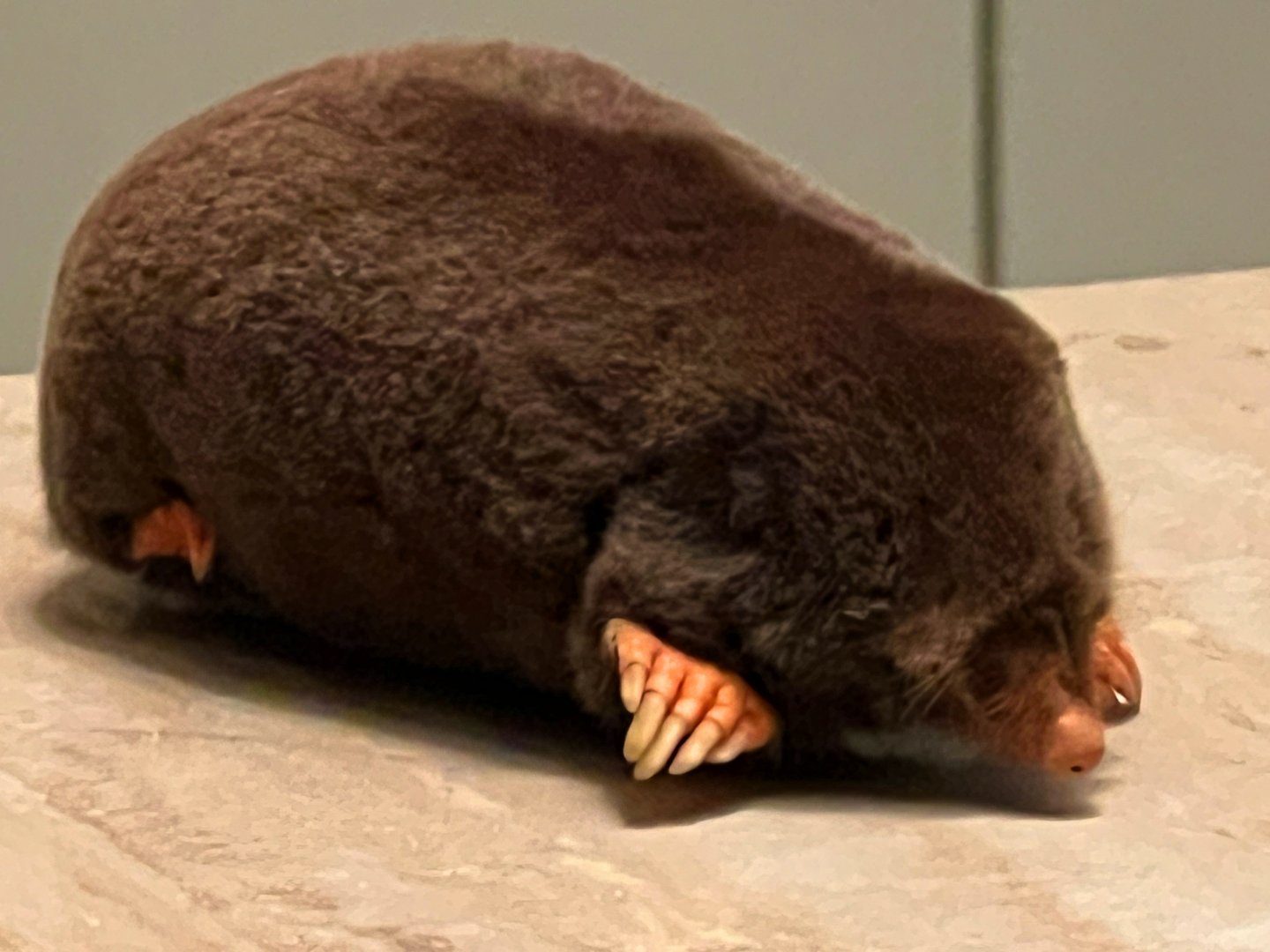 European Mole