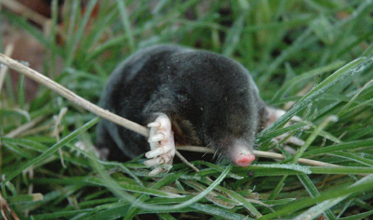 European Mole