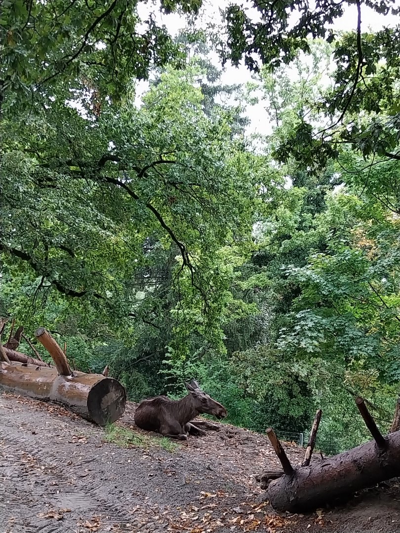 European moose (Alces alces)